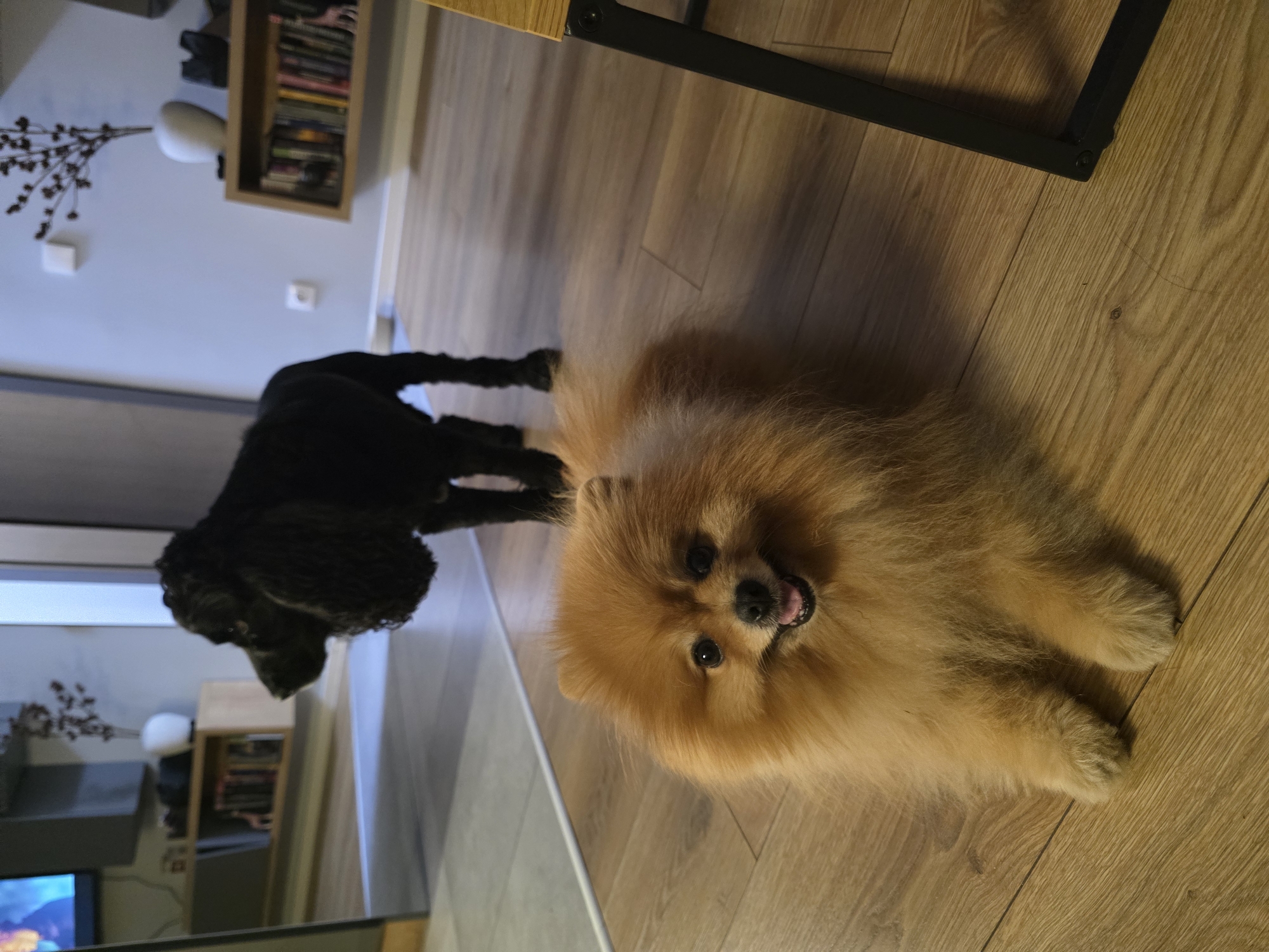 Two Dogs Rest on Wooden Floor in Sofia Home