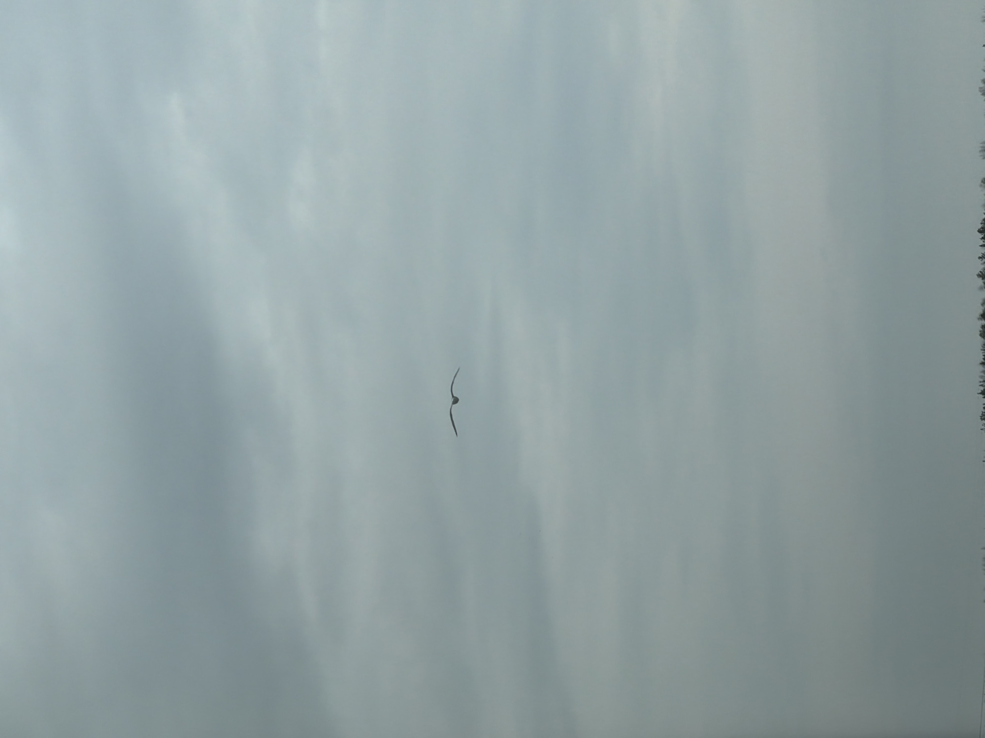 Bird spotted flying over frozen water under overcast sky