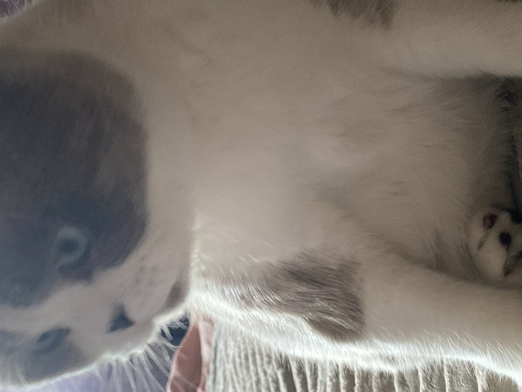 Scottish Fold cat and watch close-ups, Novokuznetsk