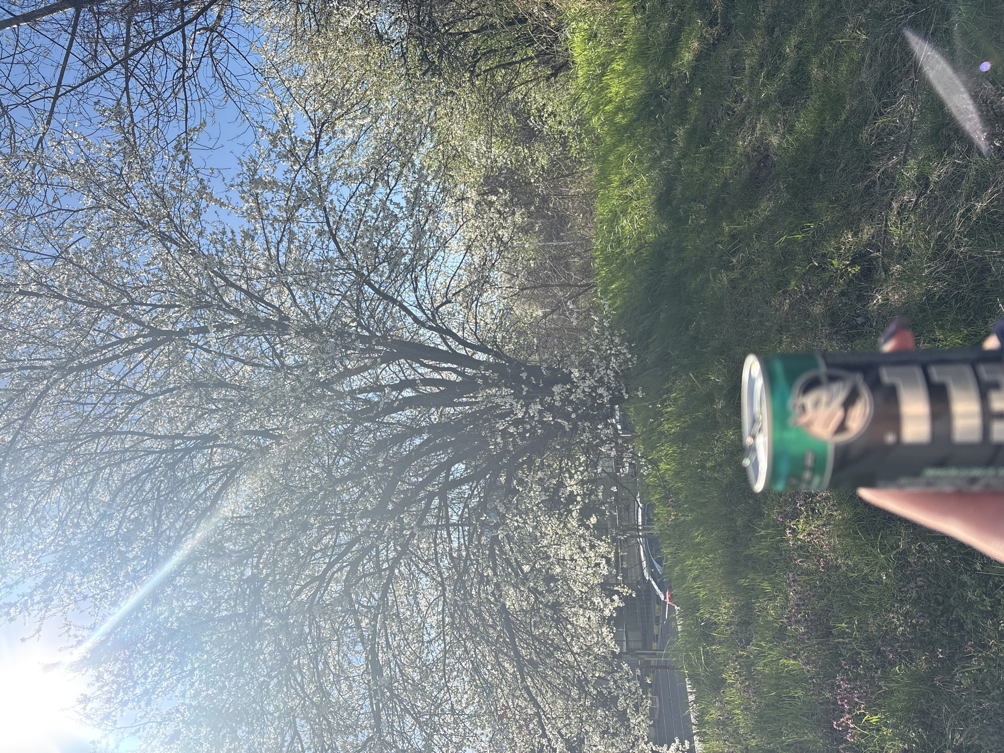 Spring morning documented through coffee, blossoms in Sofia