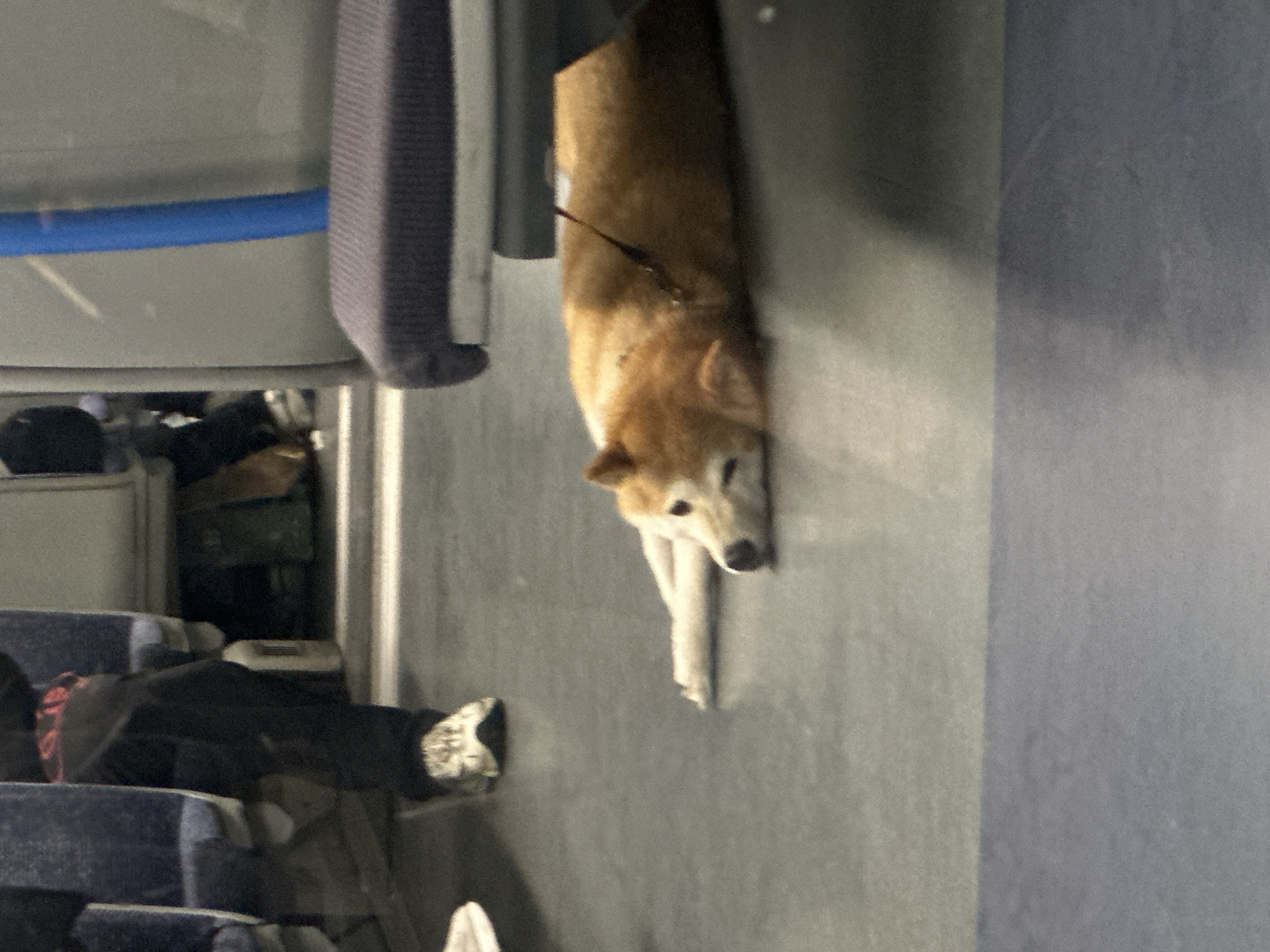 Shiba Inu spotted resting on London train floor