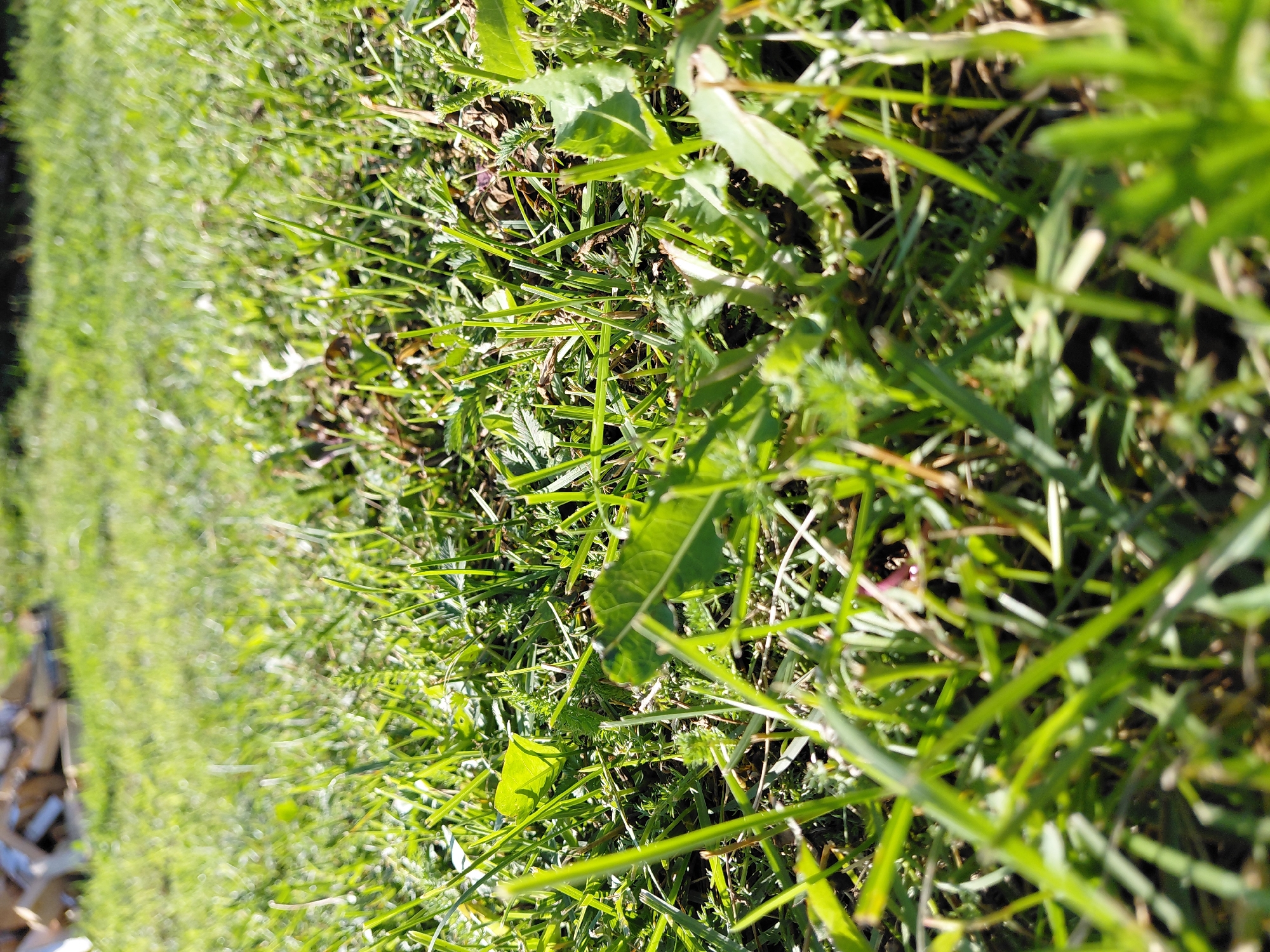 Backyard details and garden life in rural Malinovka, Russia