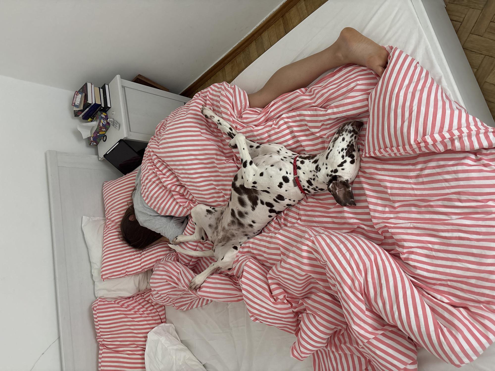 Person and Dalmatian rest together on striped bed in Moscow