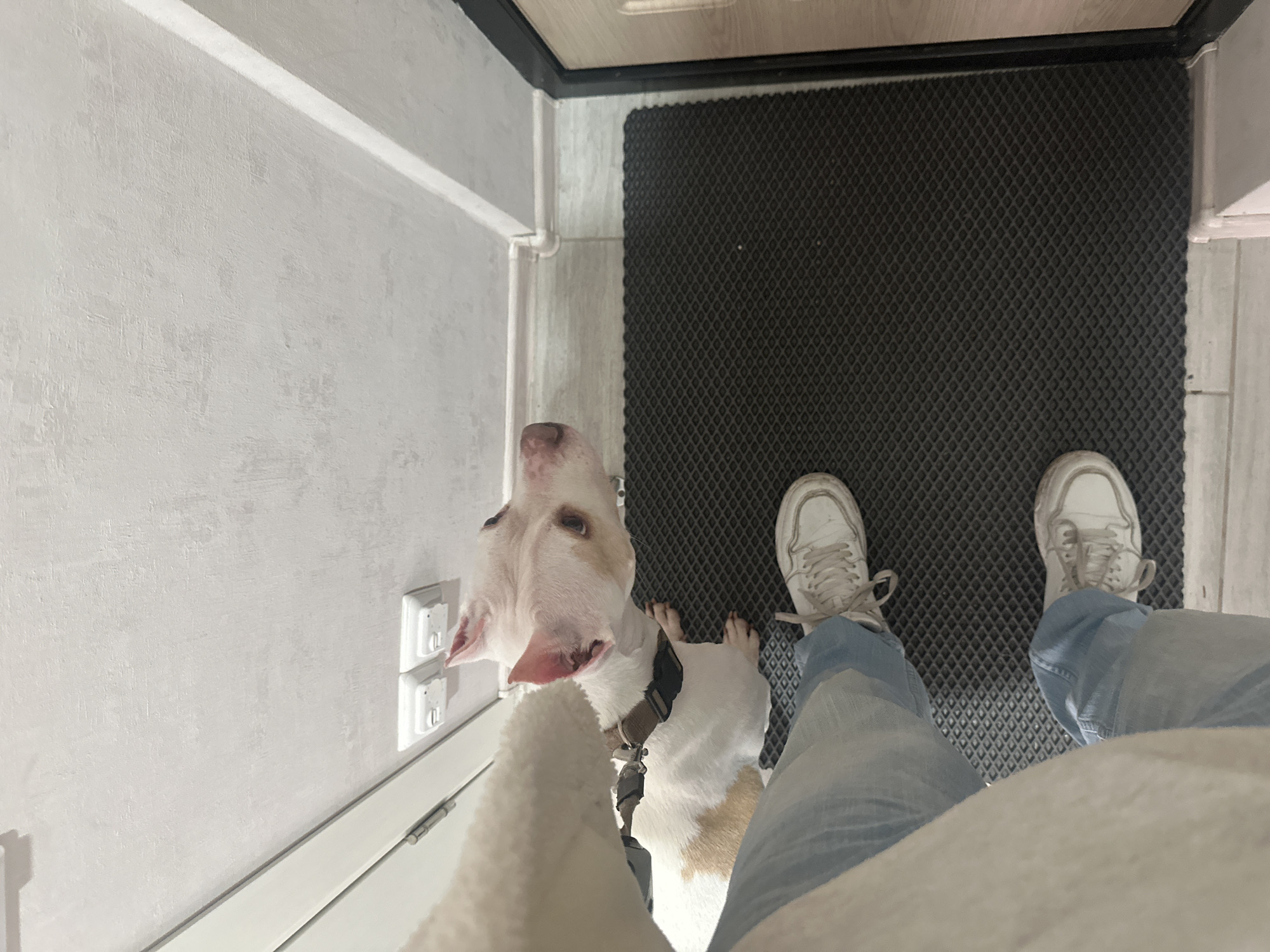 Person with white and tan dog in Sochi