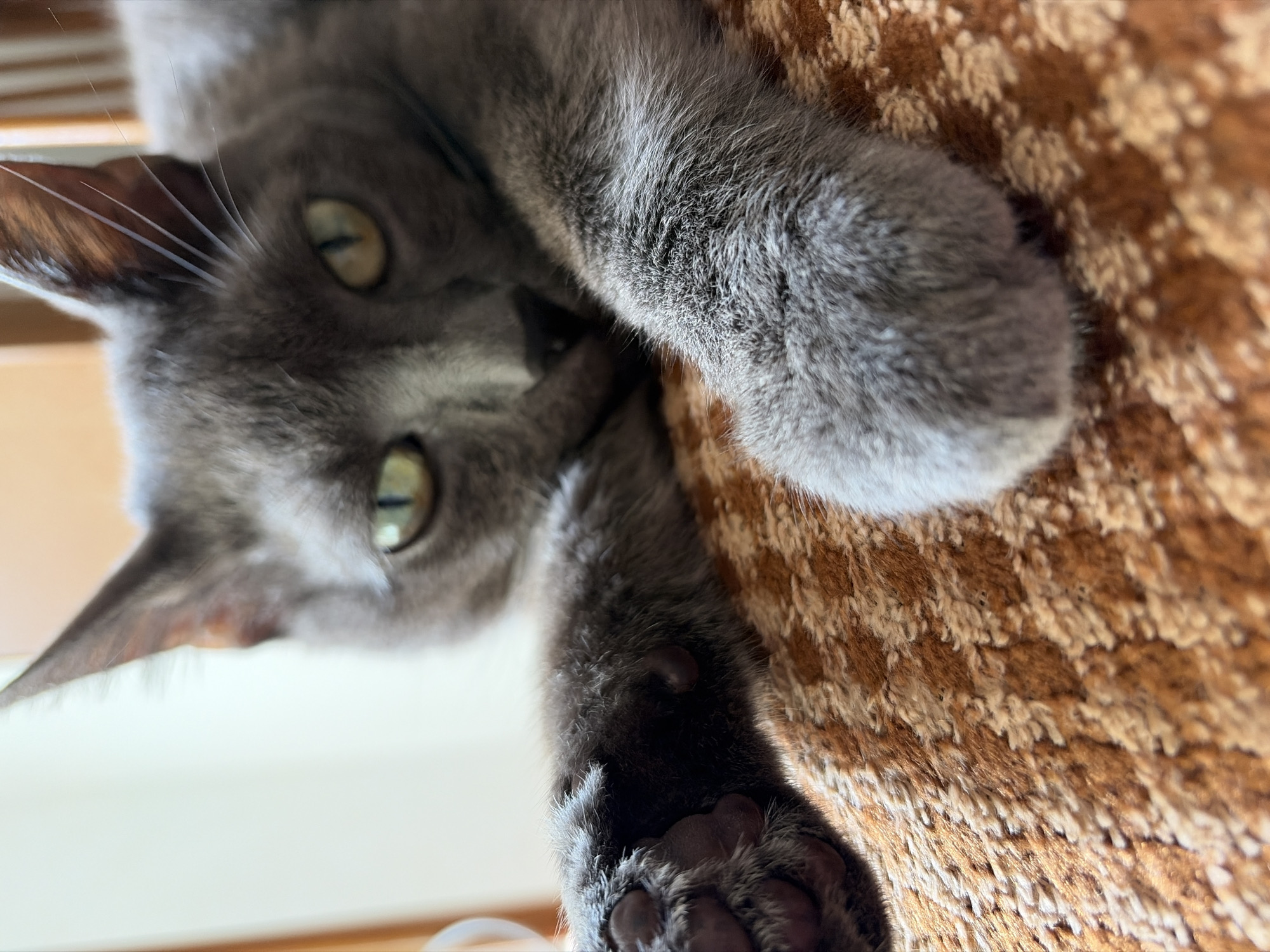 Grey cat and Pomeranian share the spotlight indoors in Torrevieja