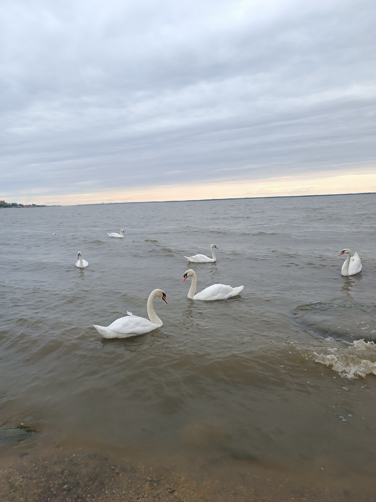 Cloudy beach day with a dog, swans, and a backyard fire
