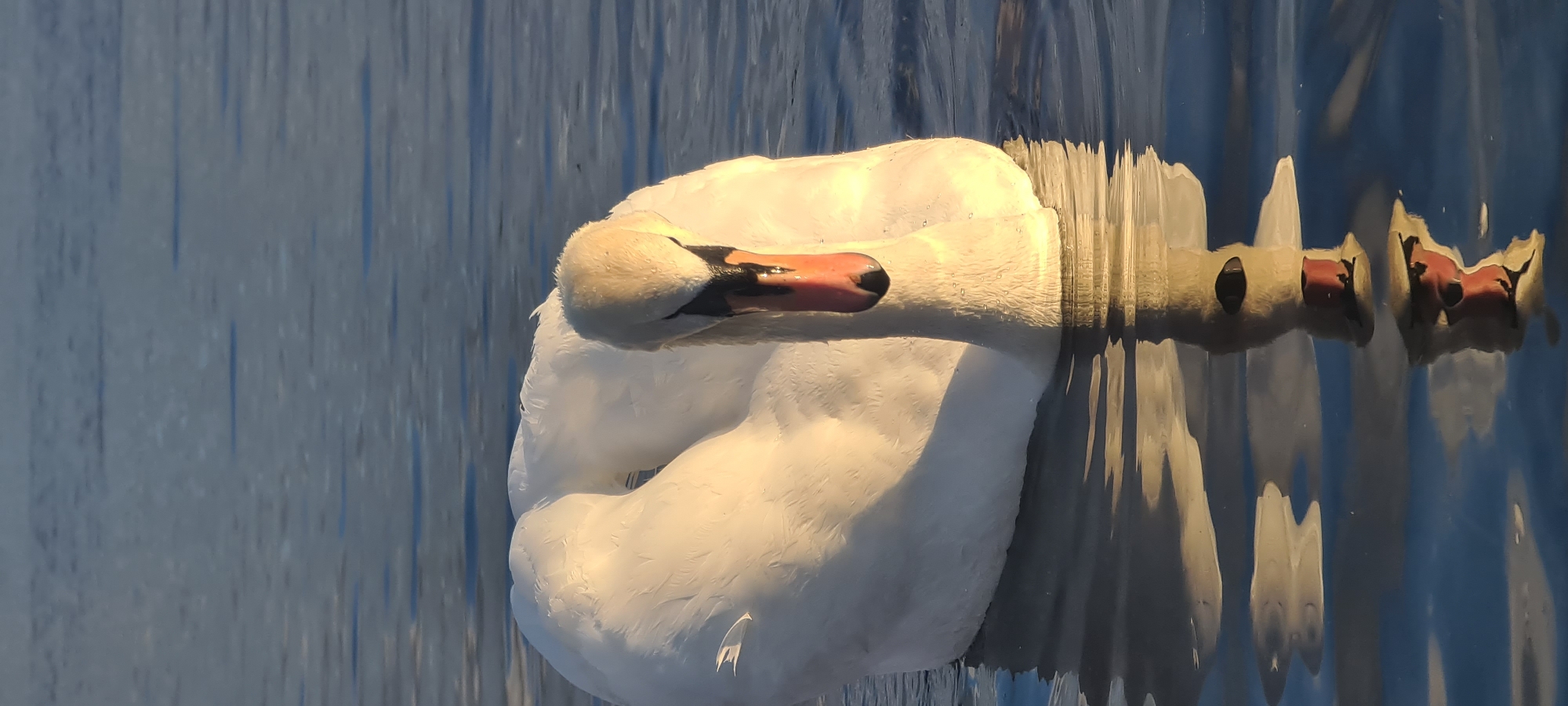 Swans and pigeons observed in Riga waterway during afternoon