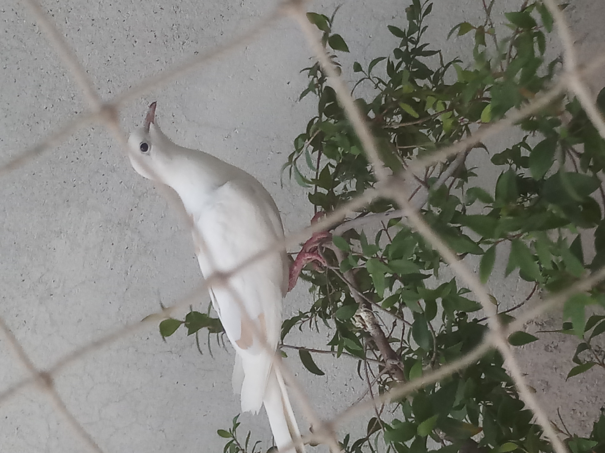 Morning garden walk documented in rural Pakistan village