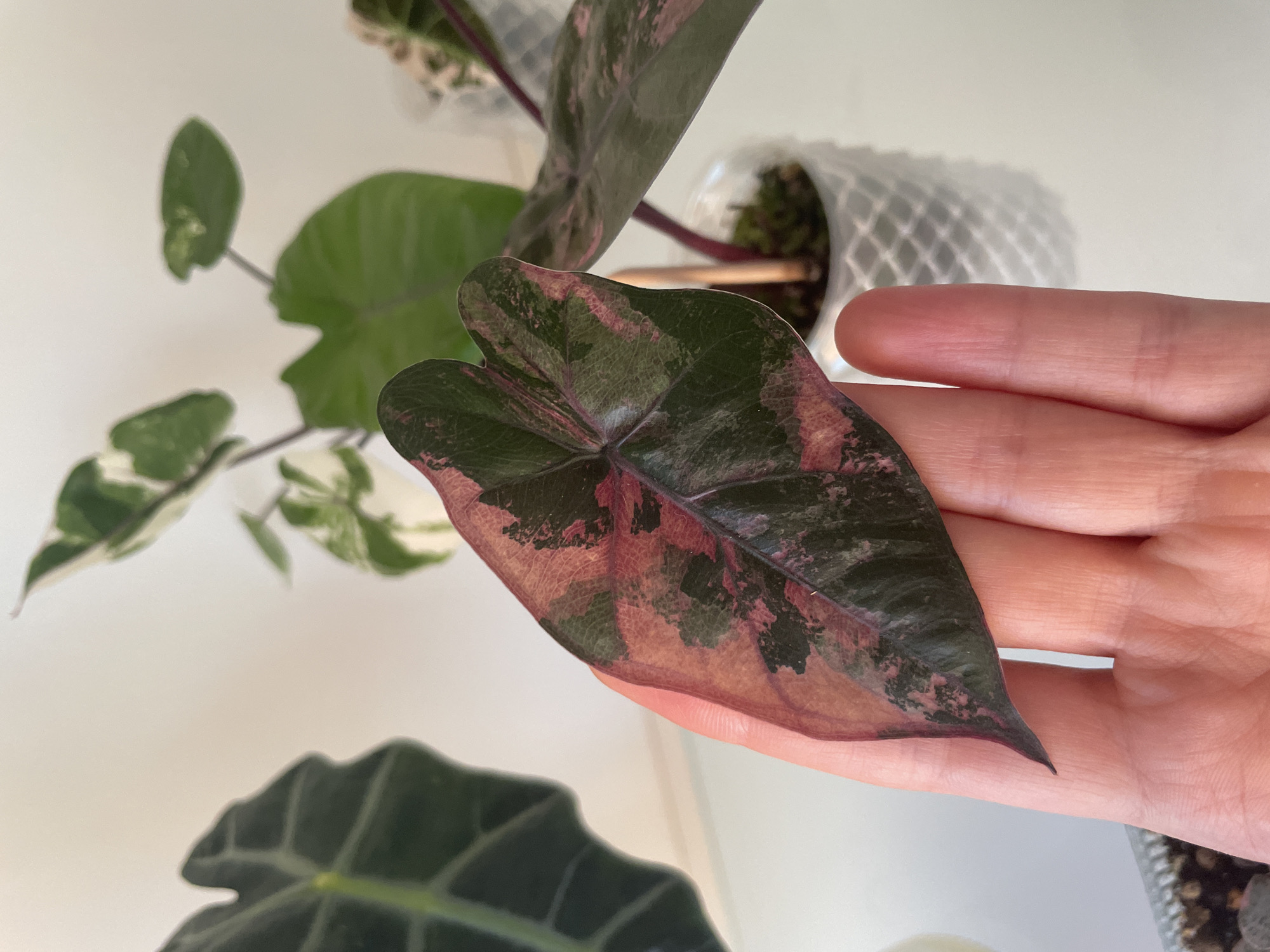Houseplants, kimonos, and delicate figurines in a home setting
