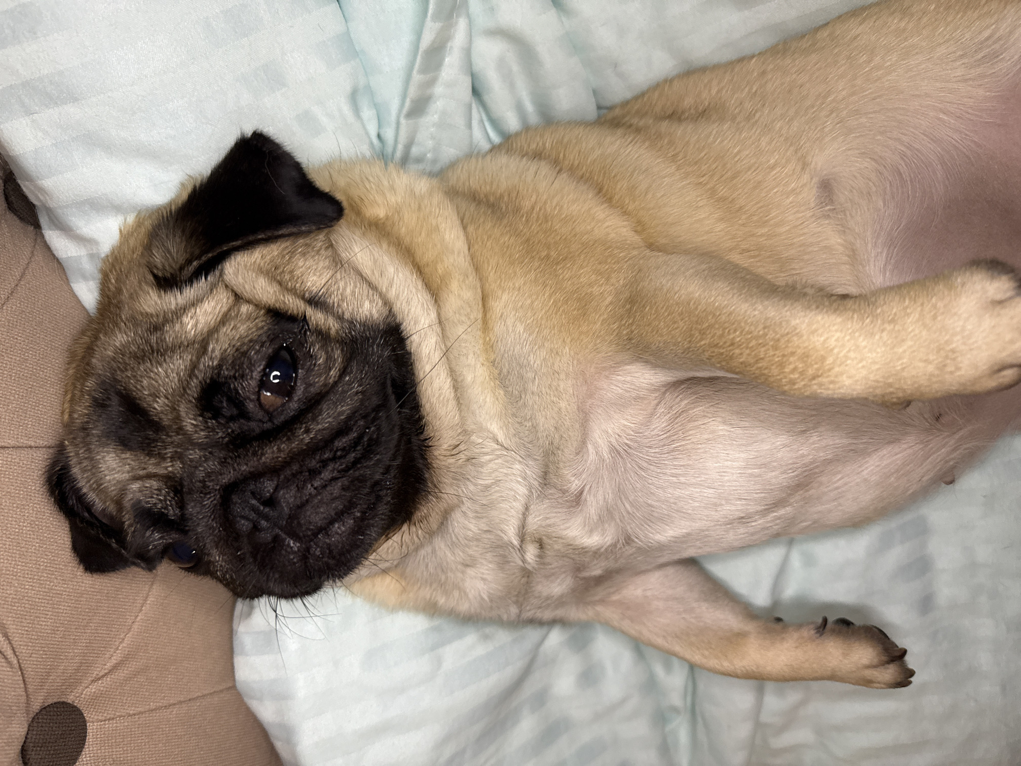 The Art of Relaxation According to the Modern Pug