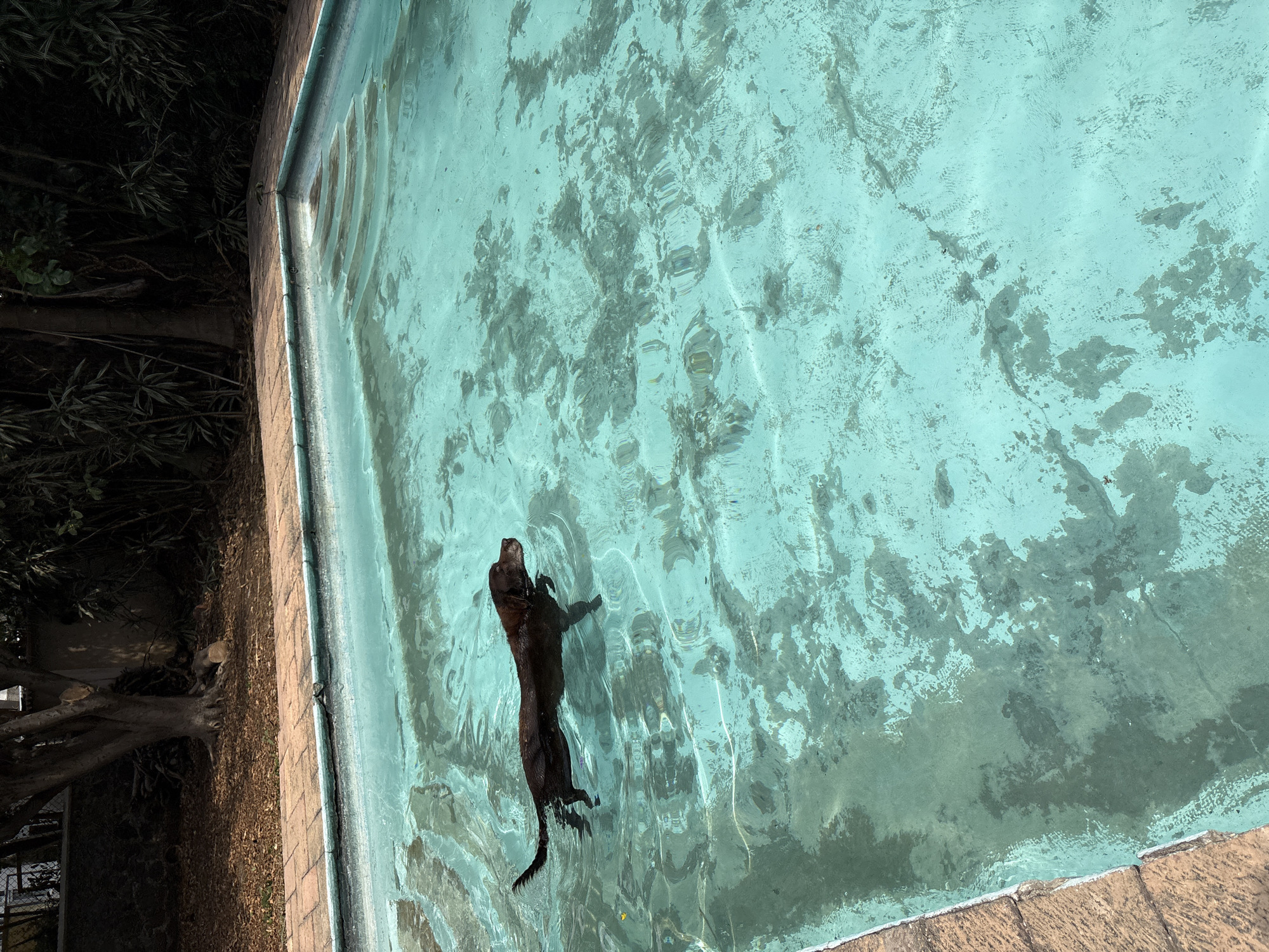 Dog enjoys swim in residential pool in Cuernavaca