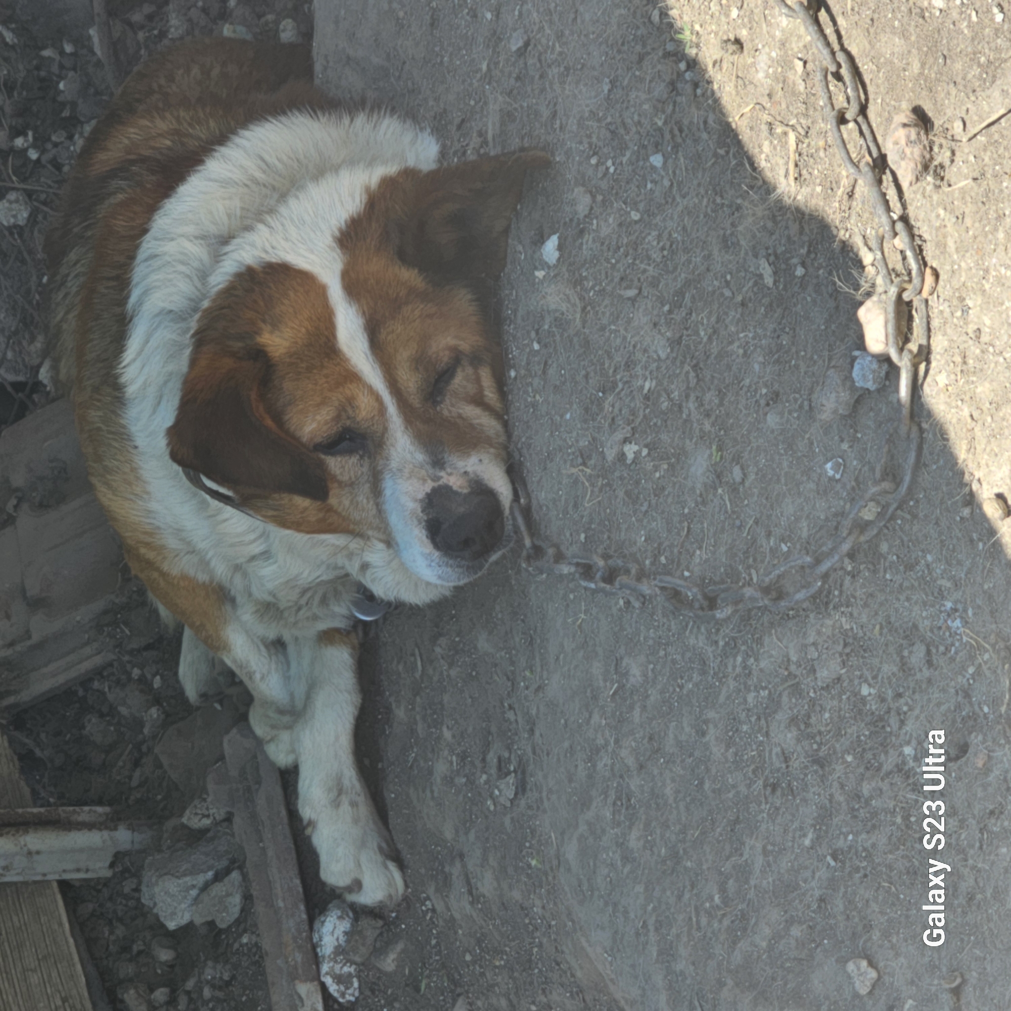 Chained dog rests near concrete structure in Haskovo, Bulgaria