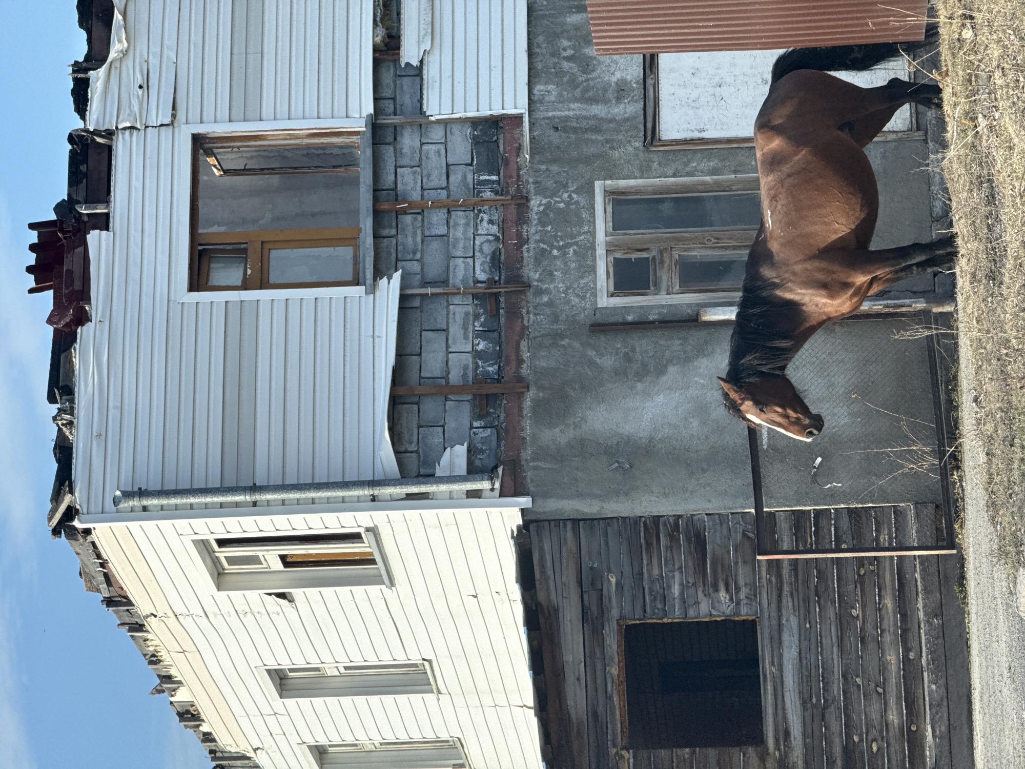 Horse grazes near damaged road in Высотино, Russia