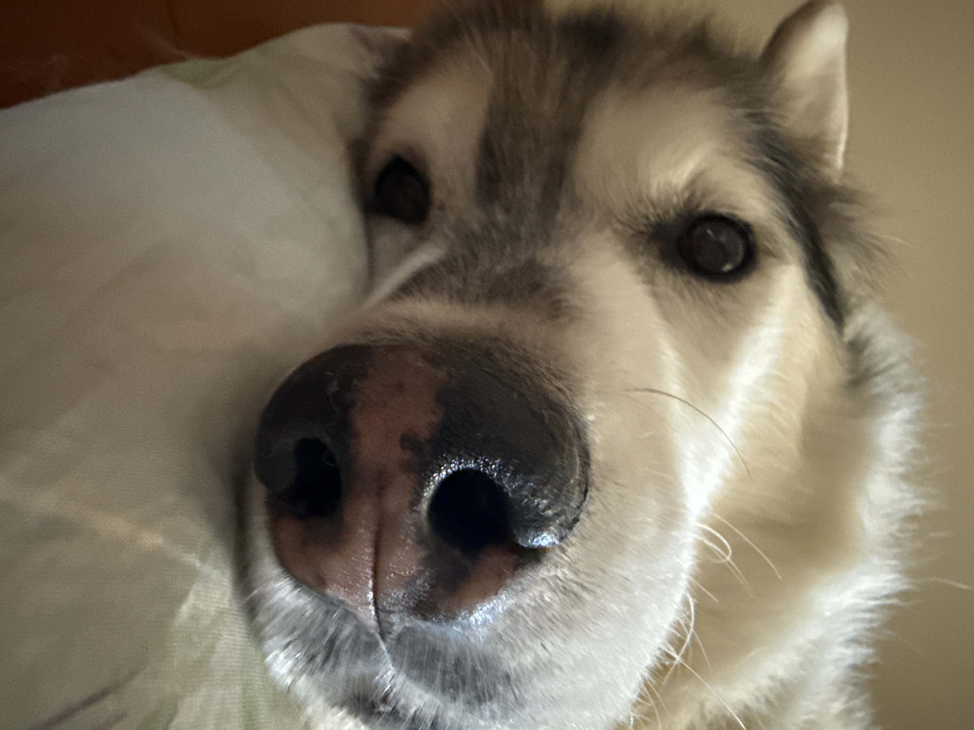 Lazy cats and a husky, all in extreme close-up