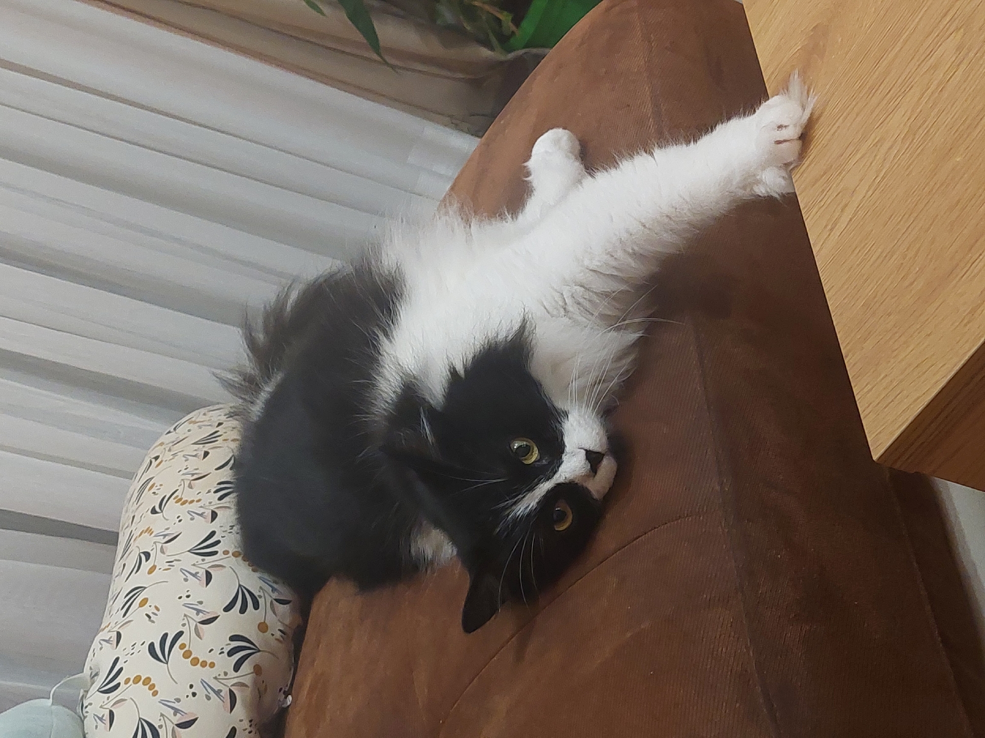 Cat rests on sofa in Plovdiv, Bulgaria