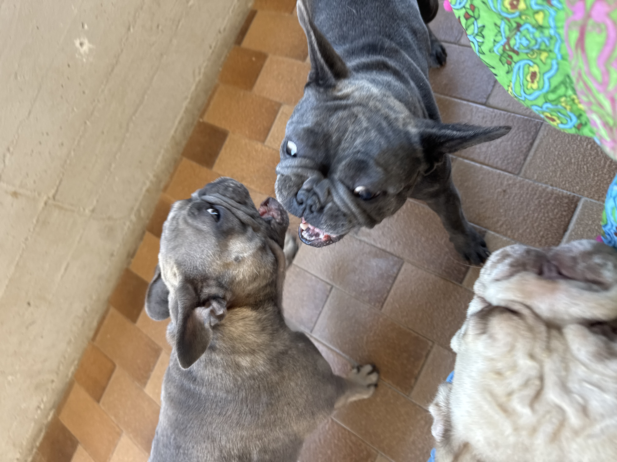 French Bulldogs in cartoon tees lounge on an Italian patio