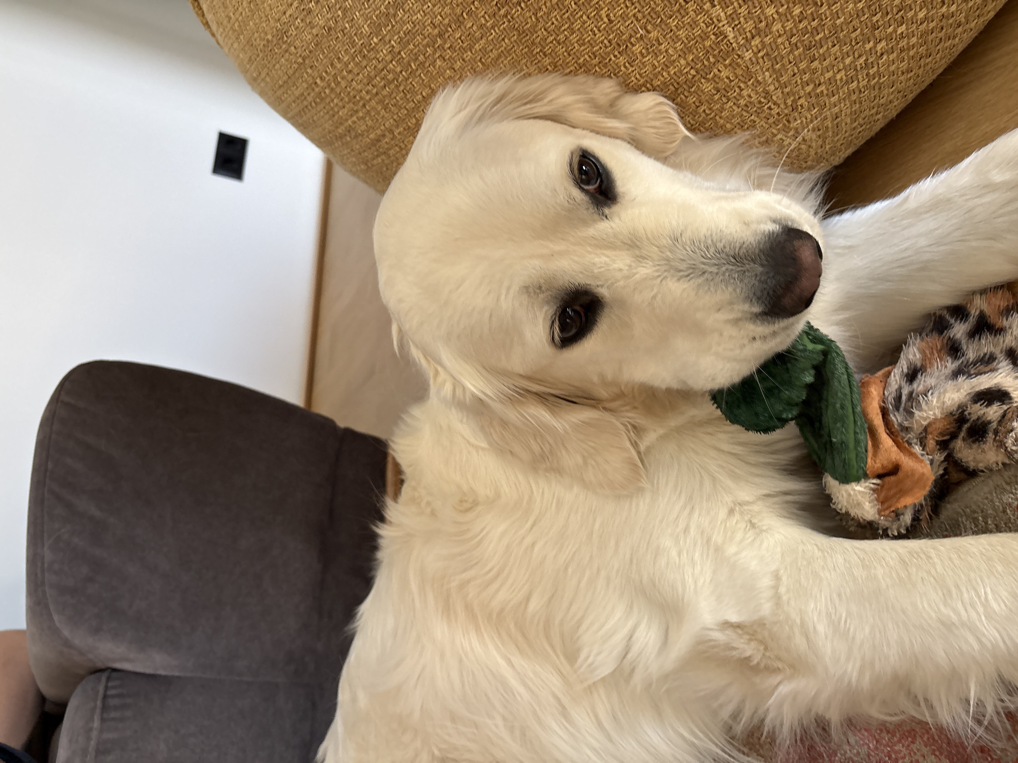Golden Retriever enjoys quiet morning at Lozen home
