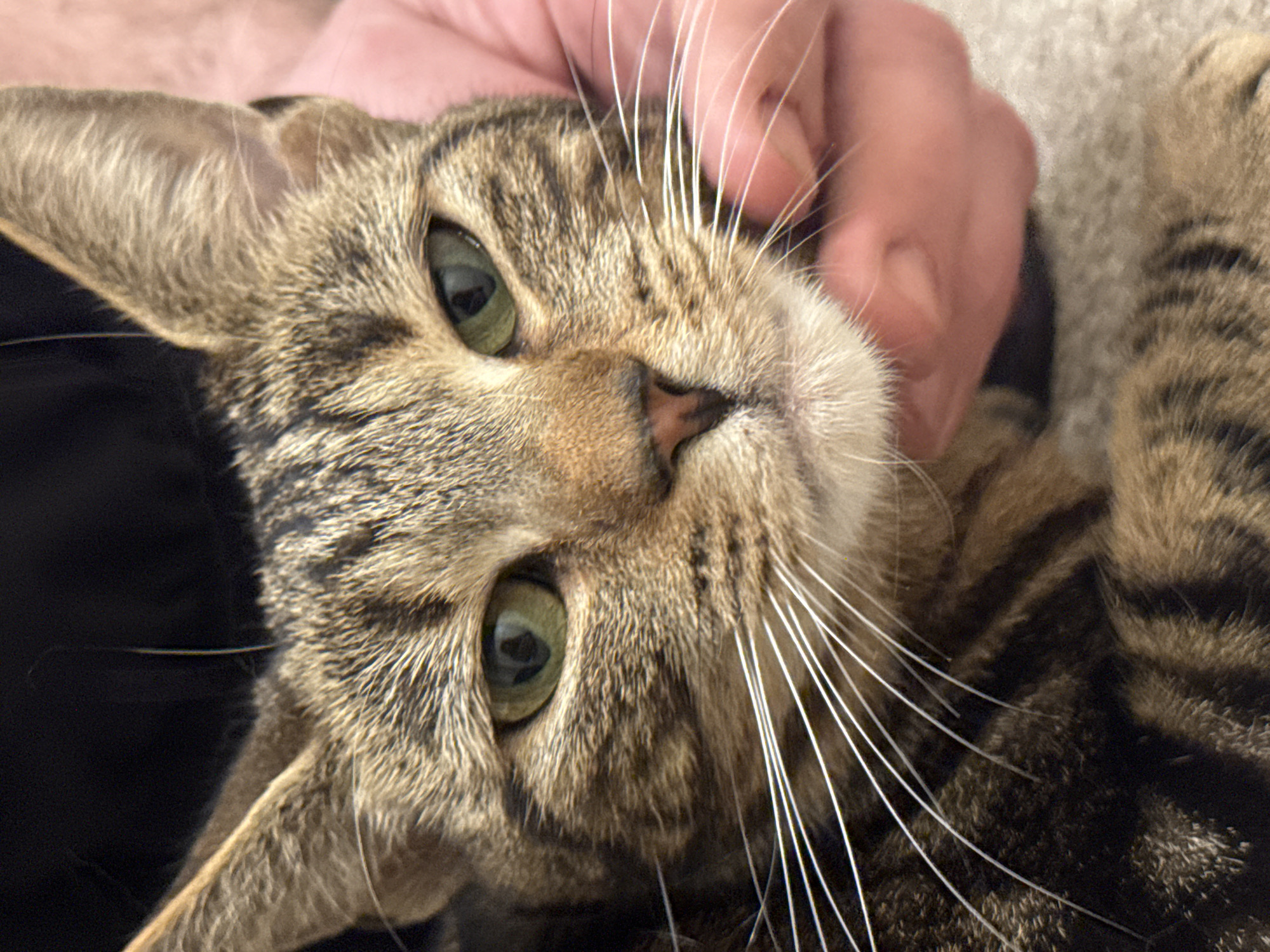 Tabby cat photographed being petted in Desborough home