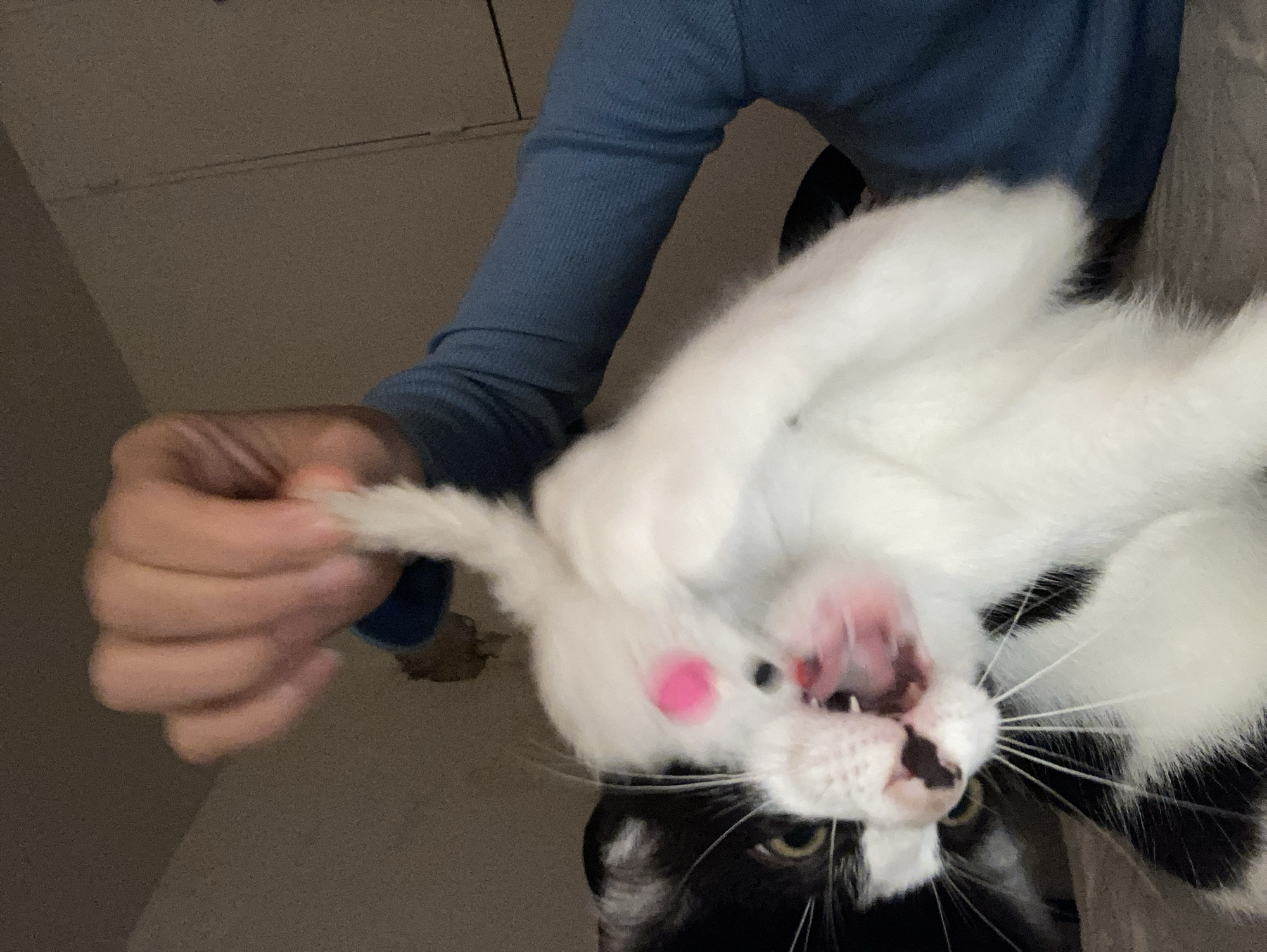 Person documents cat handling and elevator selfie moments