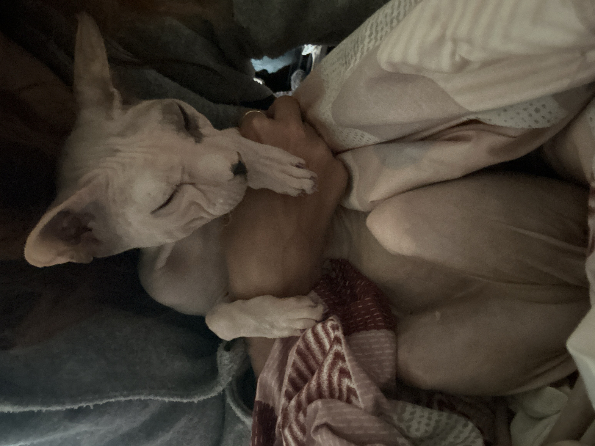Sphynx cat in costumes naps through an afternoon photo session