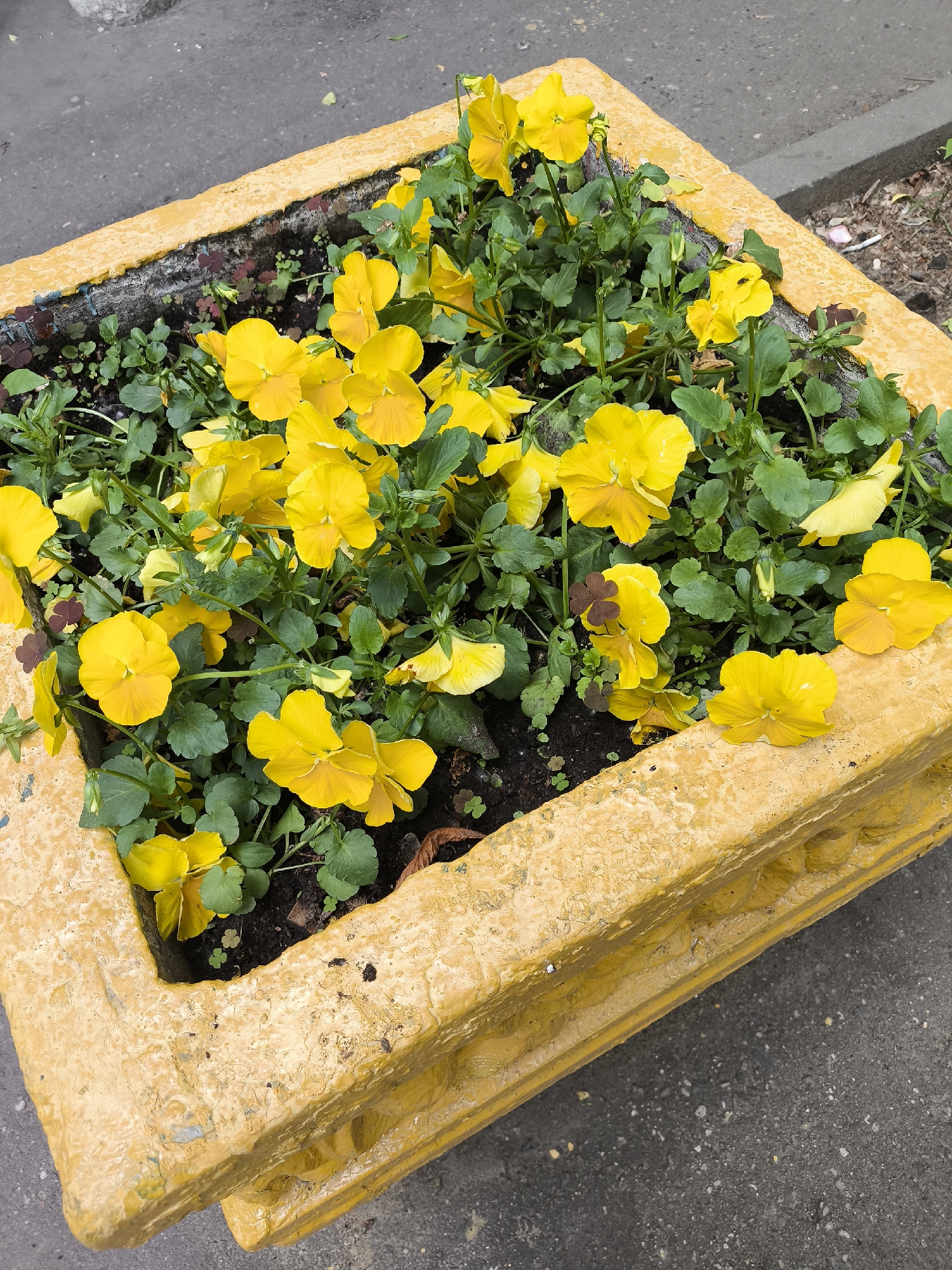 Yellow planter with pansies photographed from overhead view