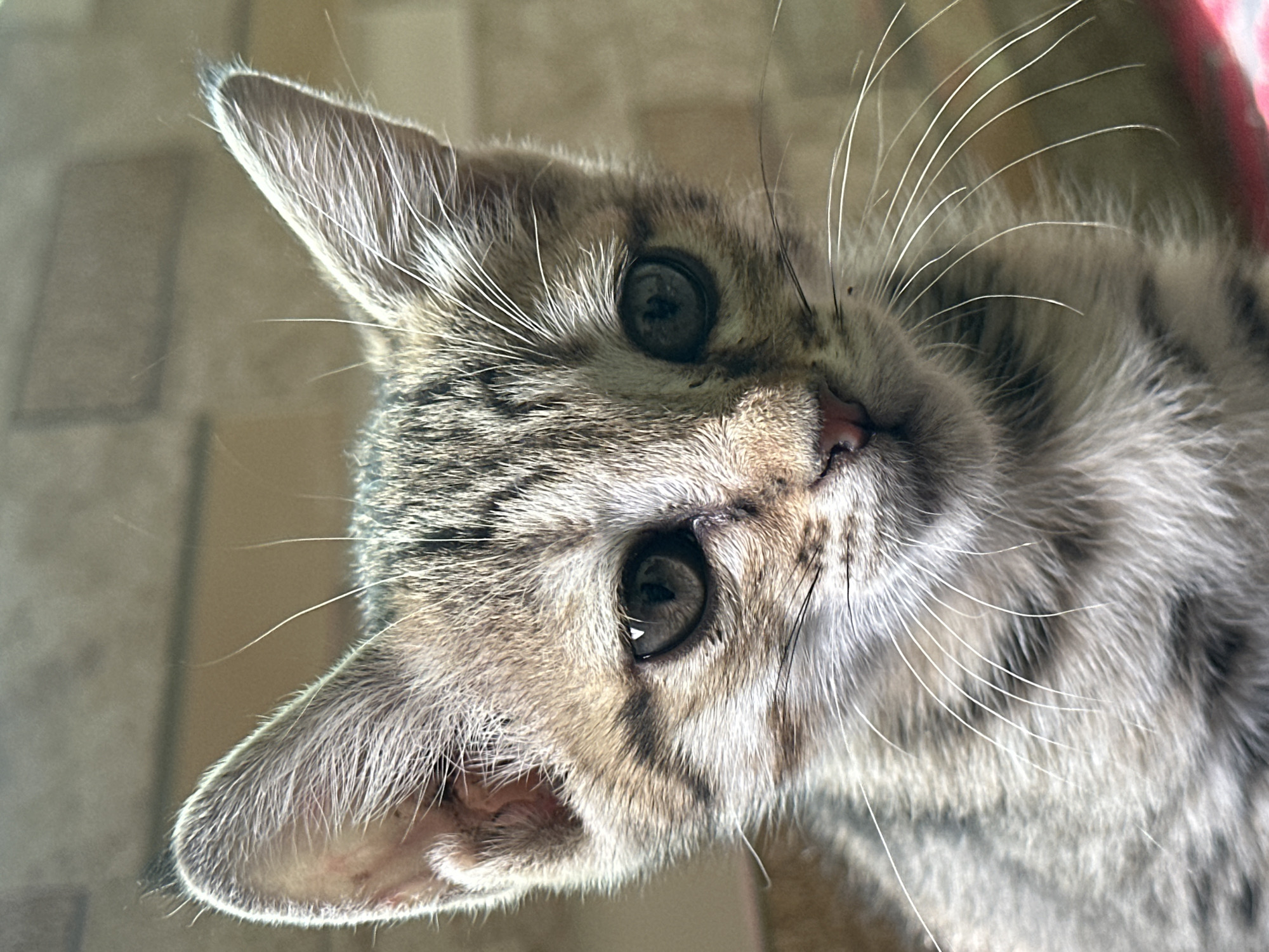 Tabby kitten photographed in early morning Bostan, Pakistan session