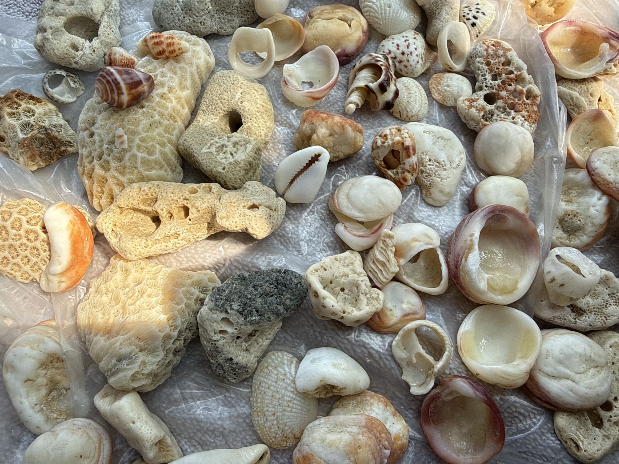 Morning observations at Vietnamese heritage site include wildlife, specimens