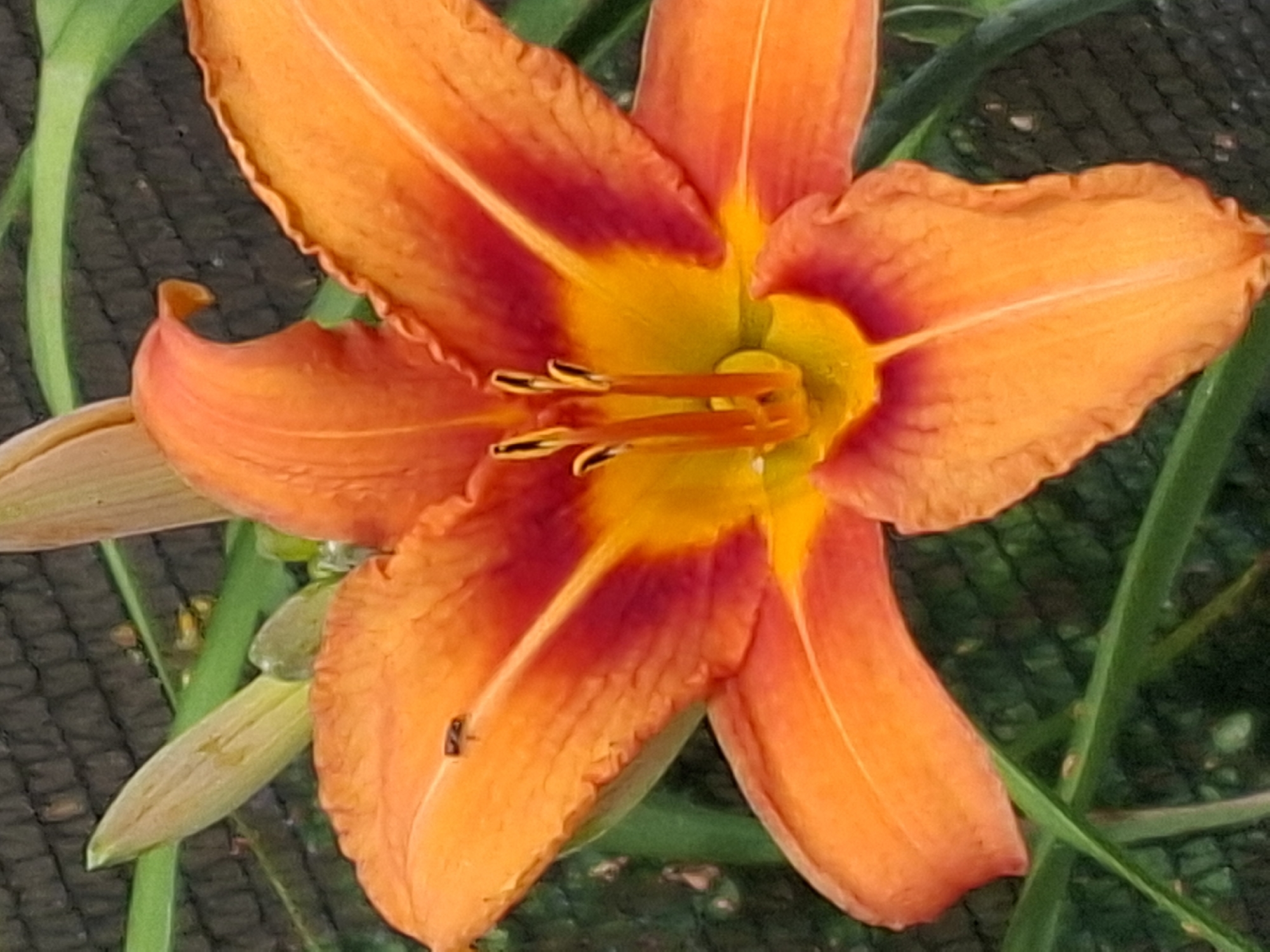 Summer garden in full swing: blooms, produce, and backyard life
