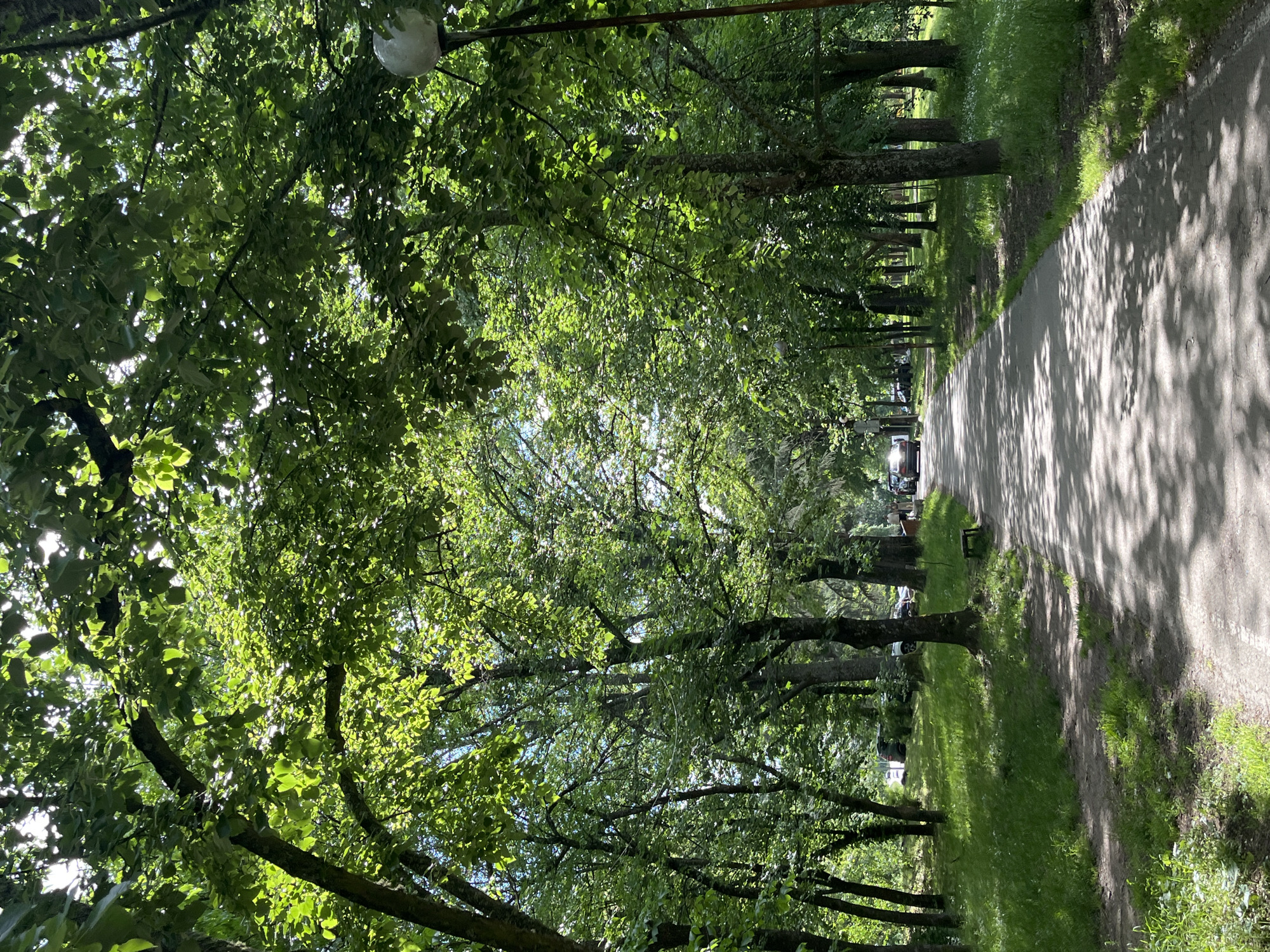 Afternoon sunlight through trees documented in Blagoevgrad park