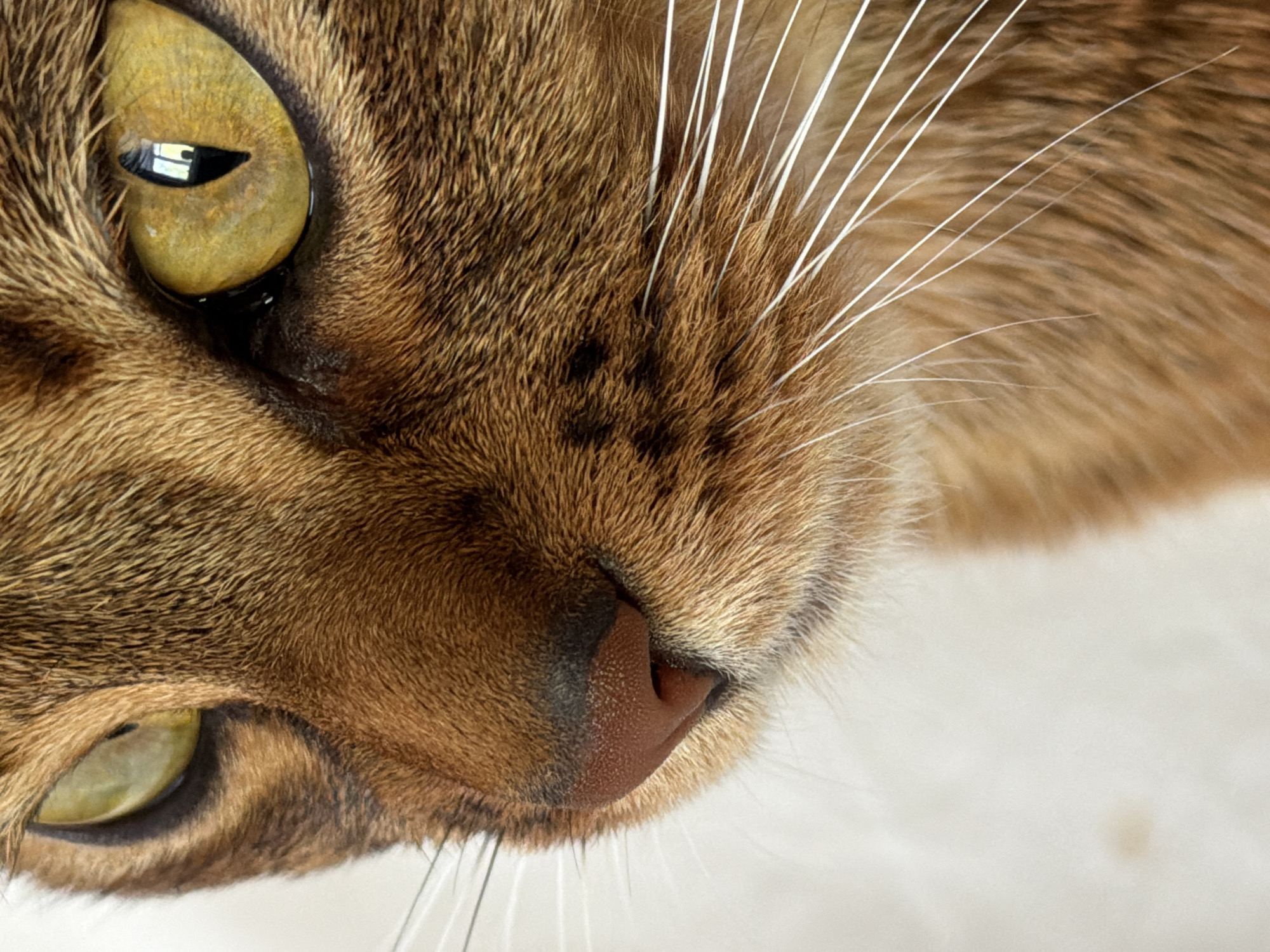 Brown Abyssinian cat photographed in close-up portraits