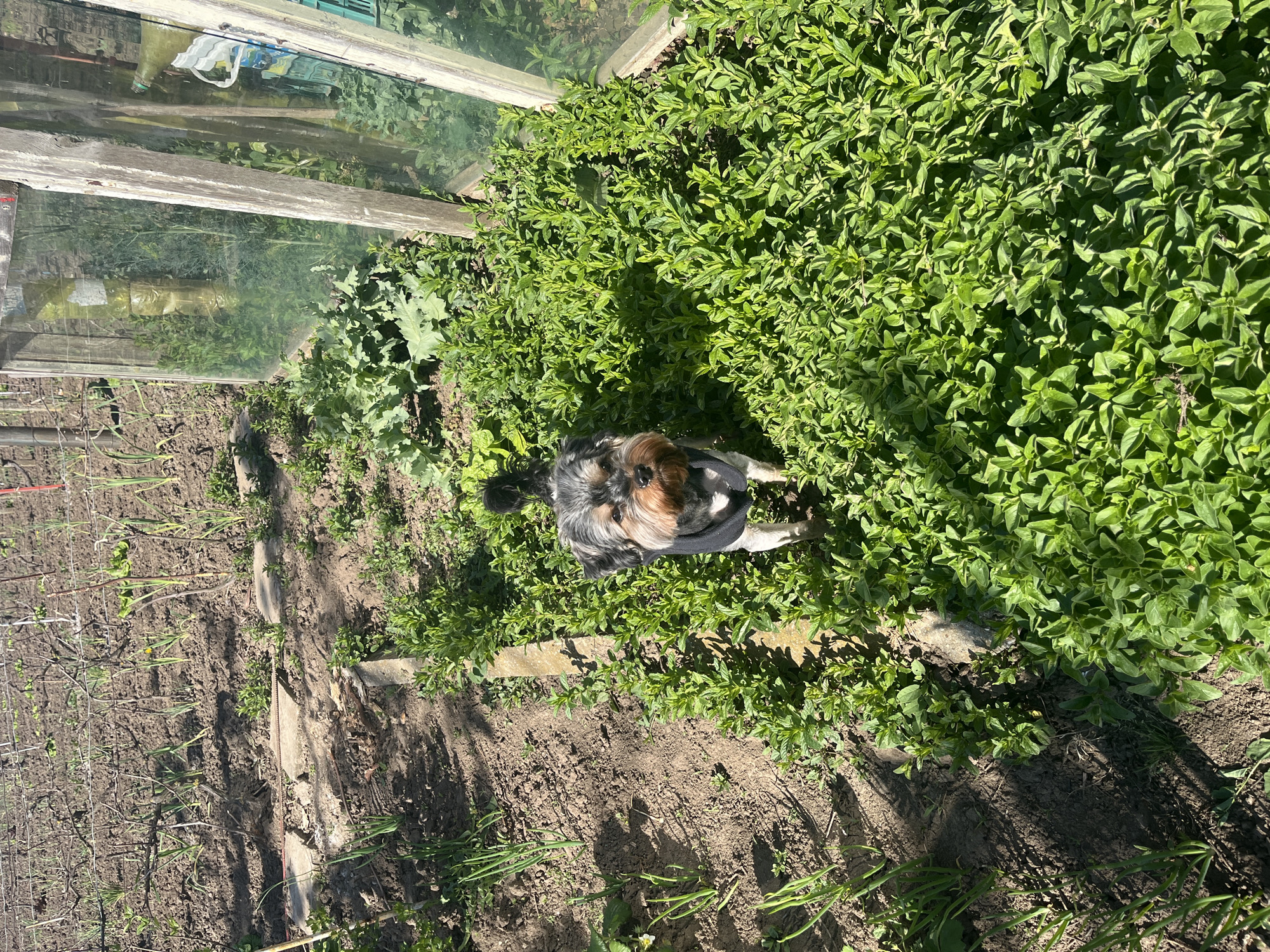 Dog and chickens observed in garden farm area