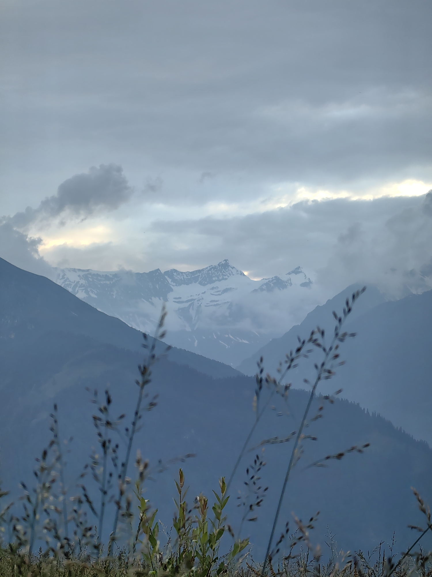 Cows and Himalayan peaks on a cloudy afternoon in Prini
