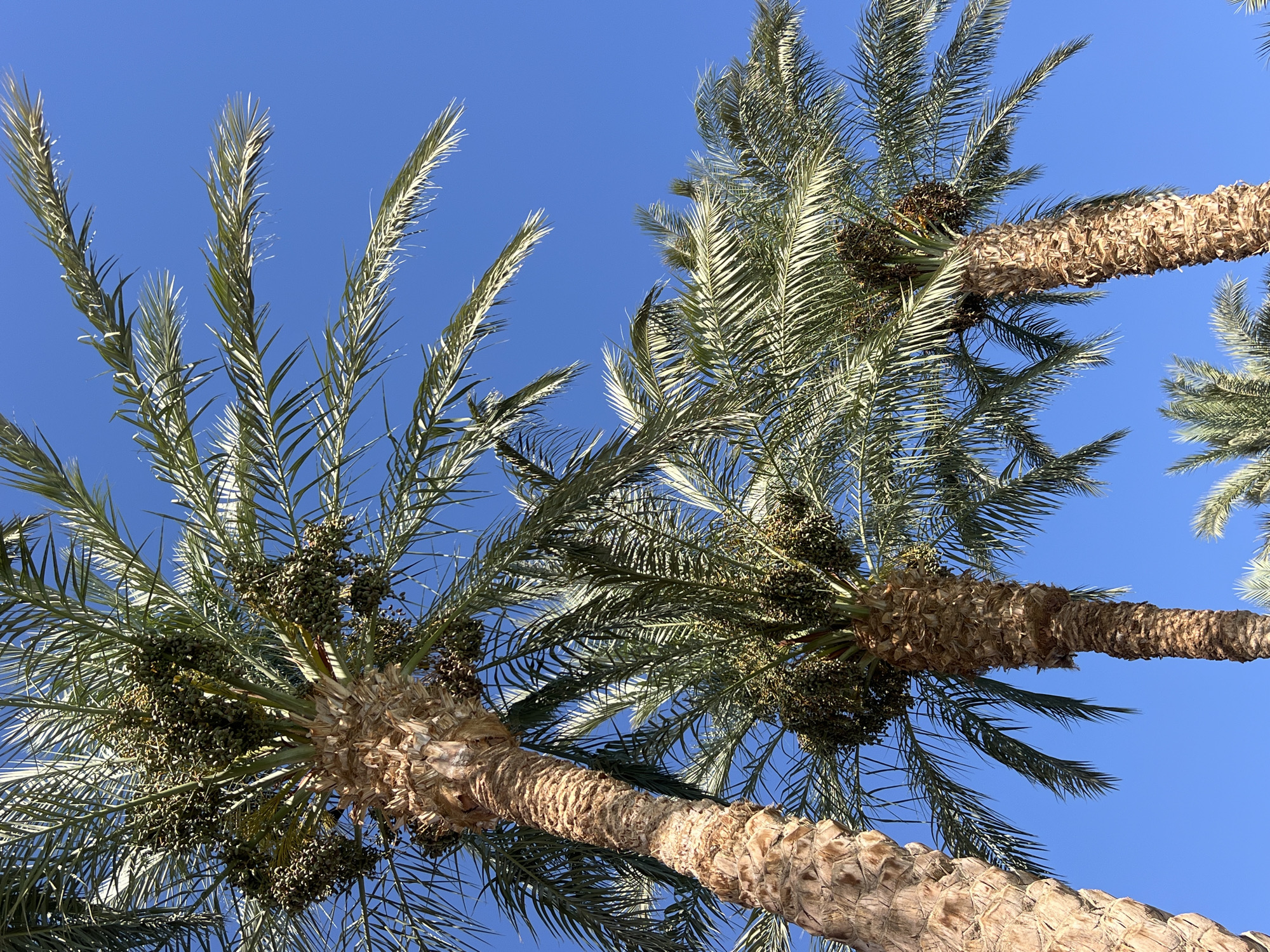 Sharm El Sheikh resort grounds on a bright summer morning