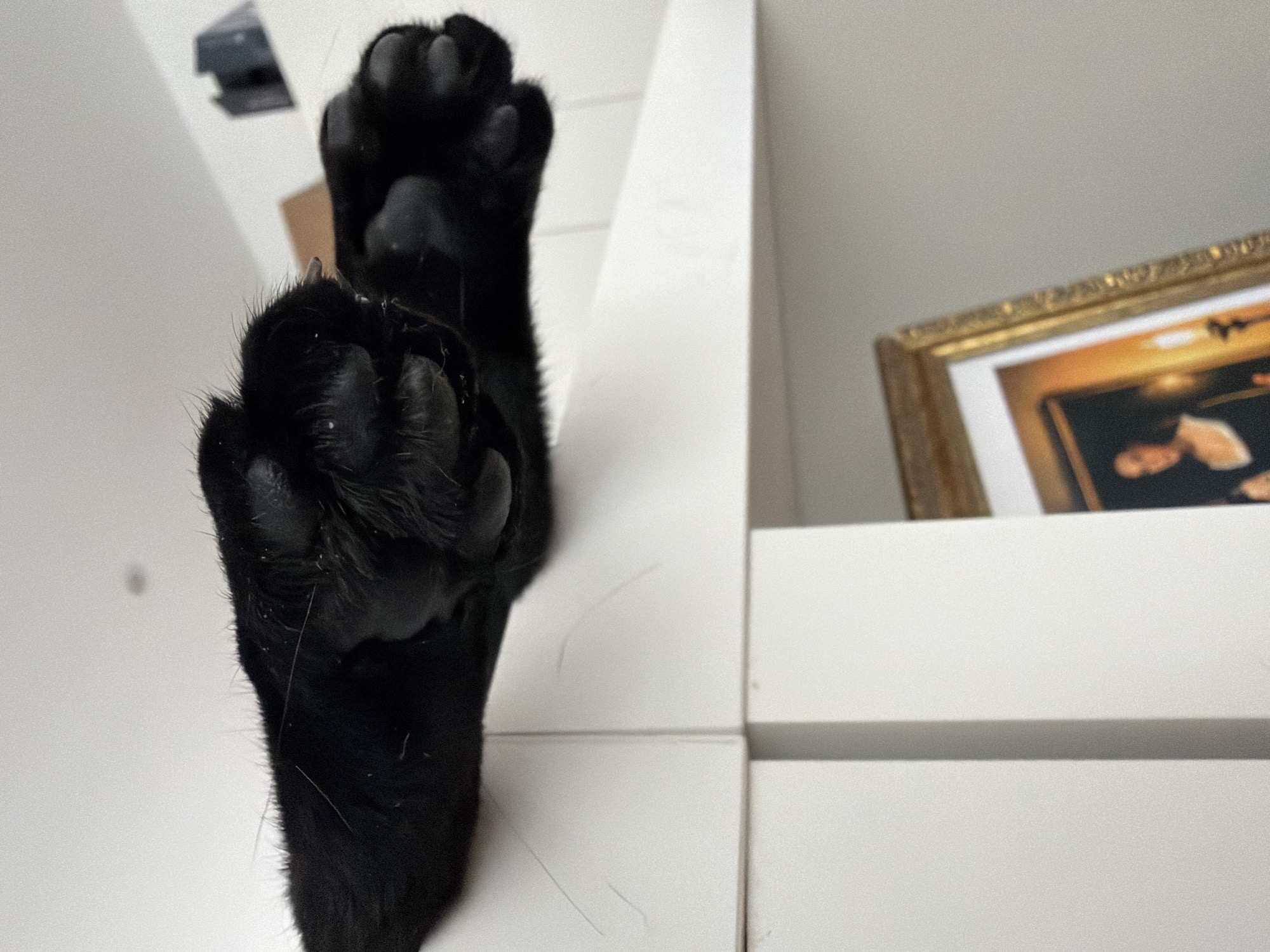Black cat's lazy Sunday afternoon across a Madrid apartment