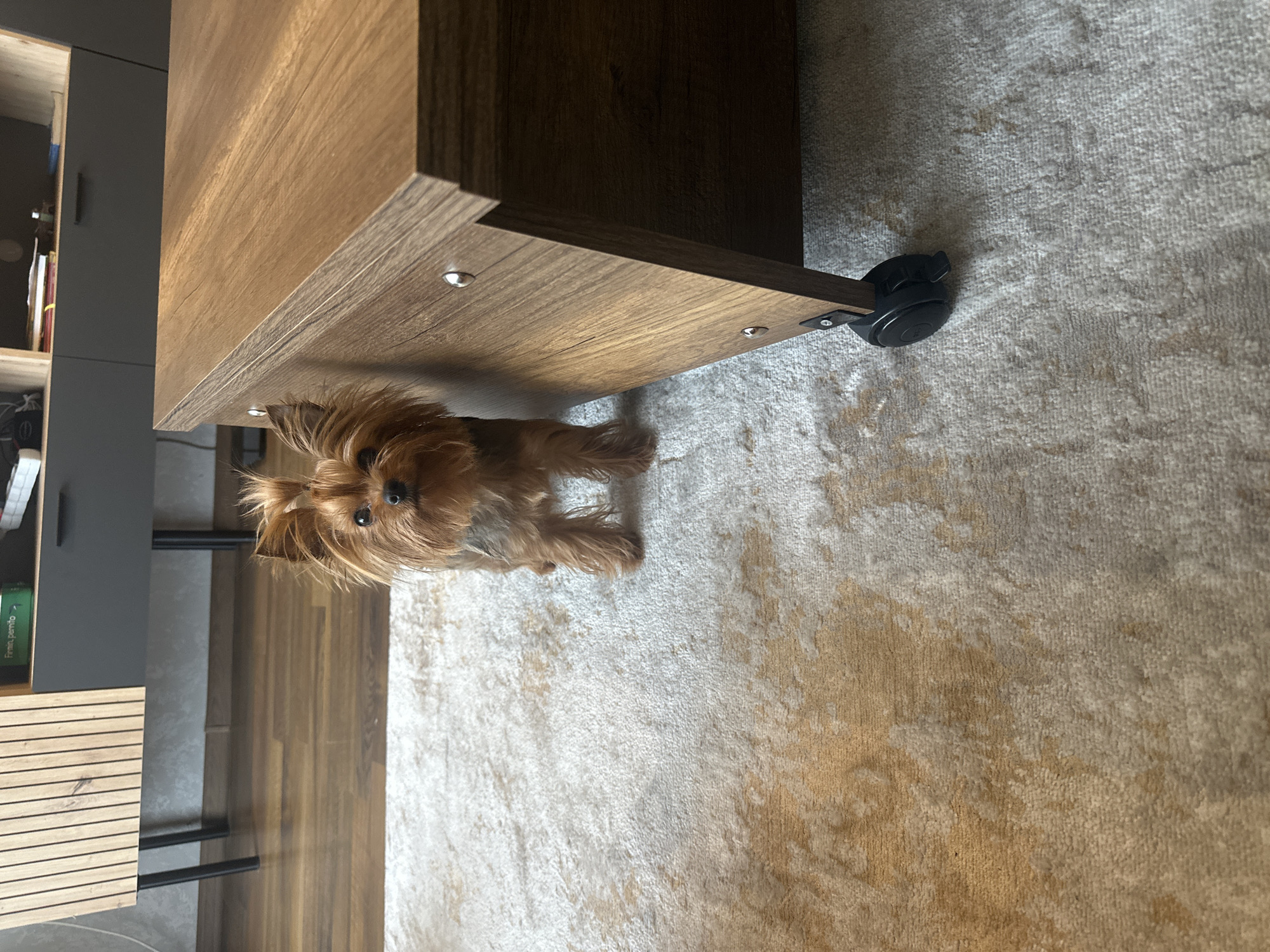 Morning home moments with pet and child in Varna