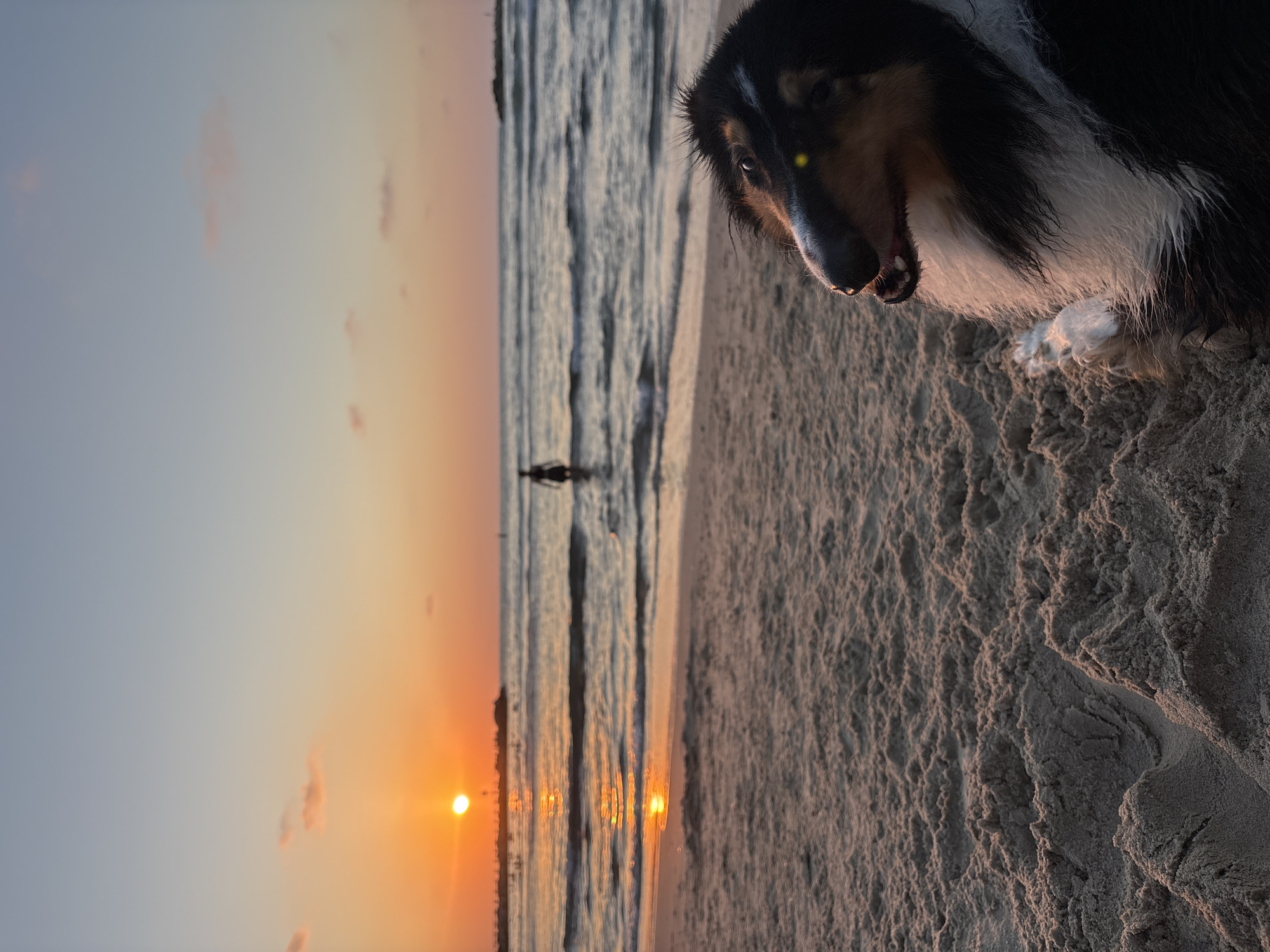 Dog on the sand, sunset over Gordon Beach, Tel Aviv