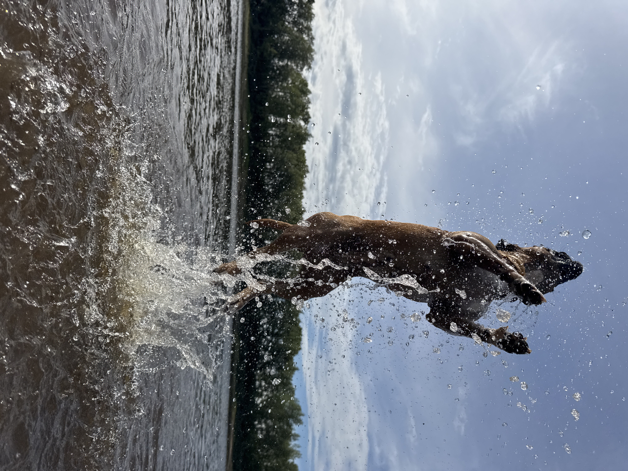 Dogs leaping in water and rose garden selfies in Chaikovsky