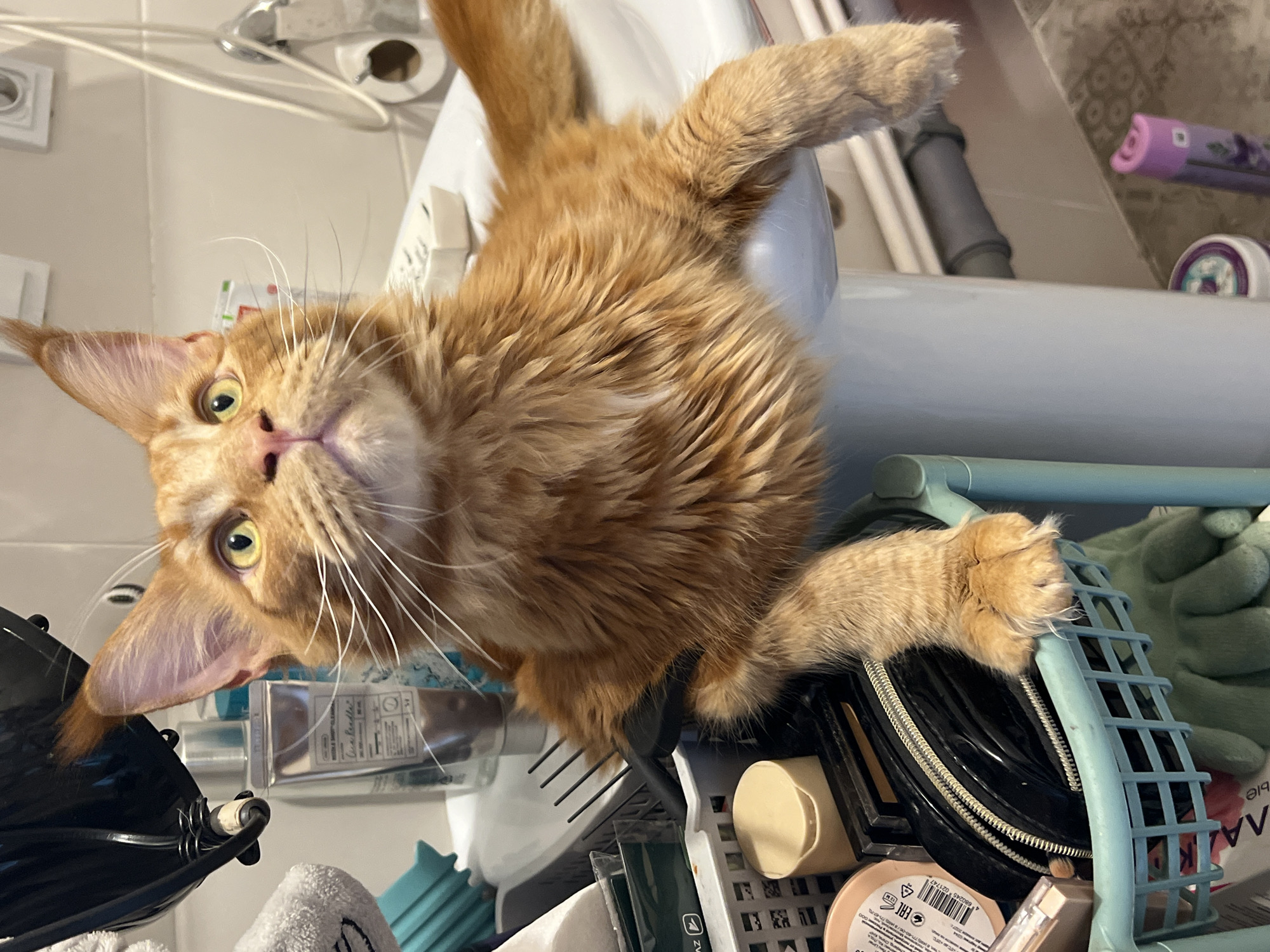 Orange cat perches on storage basket in Saint Petersburg