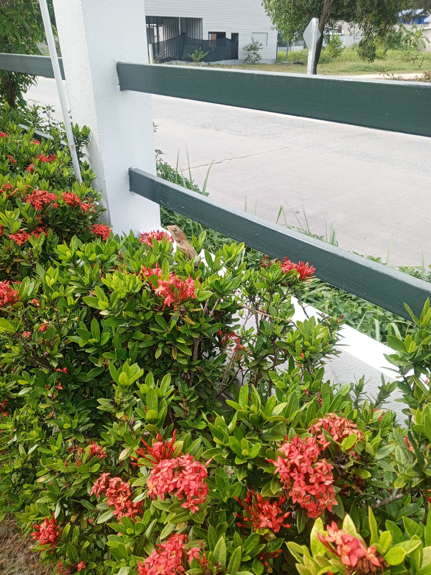 Brown lizard perched on a red-flowered green bush