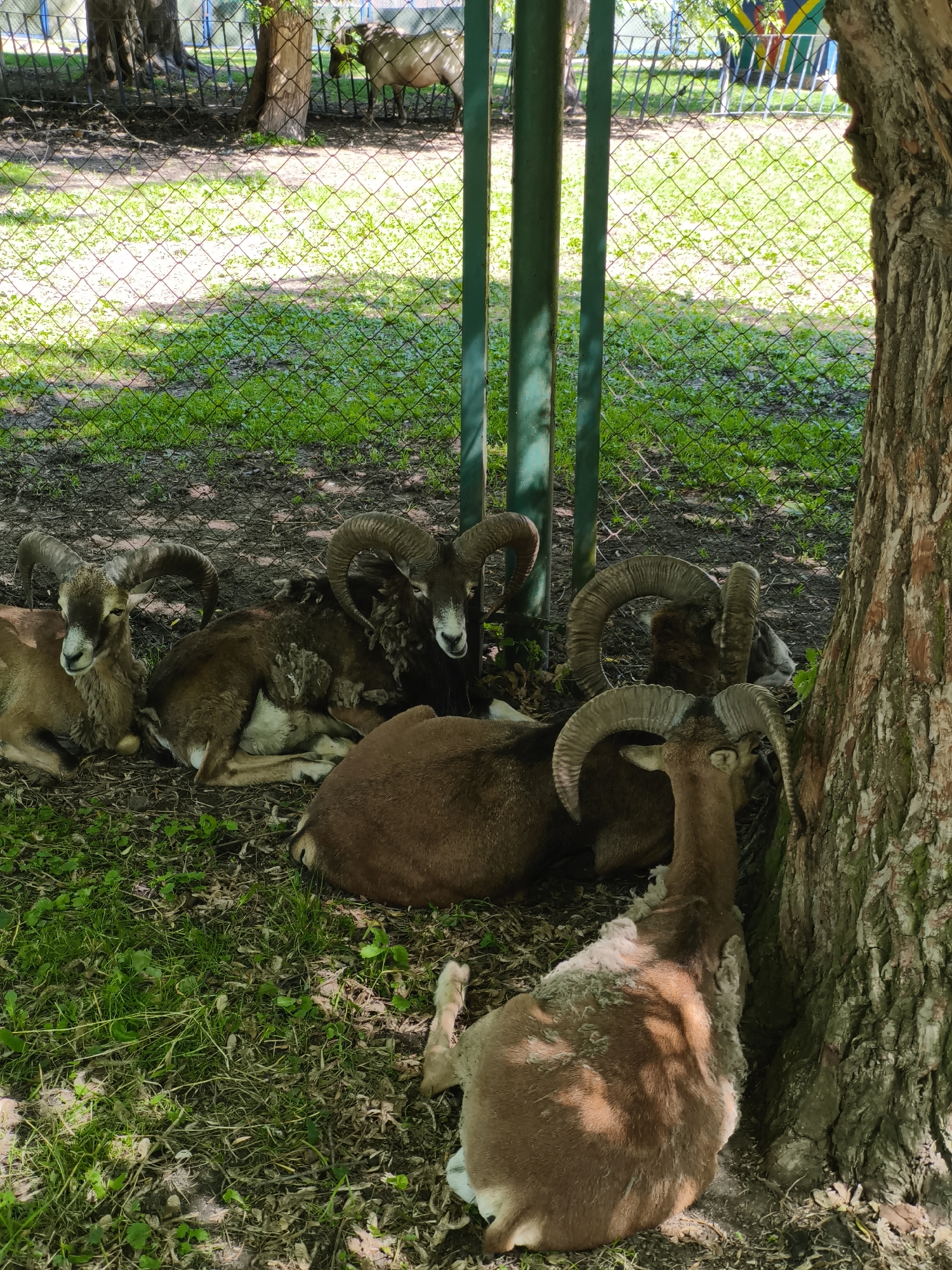 Afternoon at Ternopil Pond — water, wildlife, and park greenery