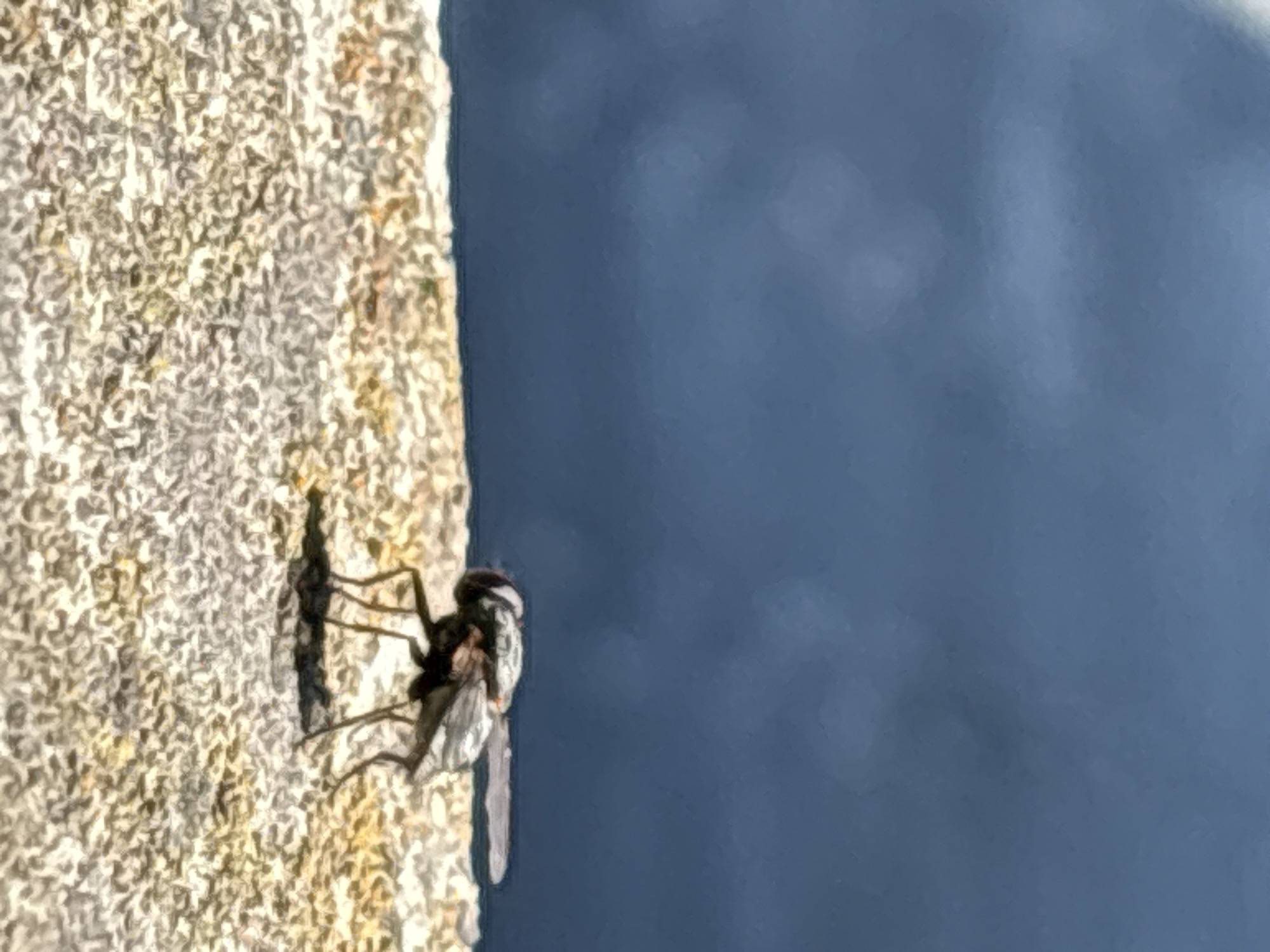 Fly spotted on wall in Zdravets, Bulgaria