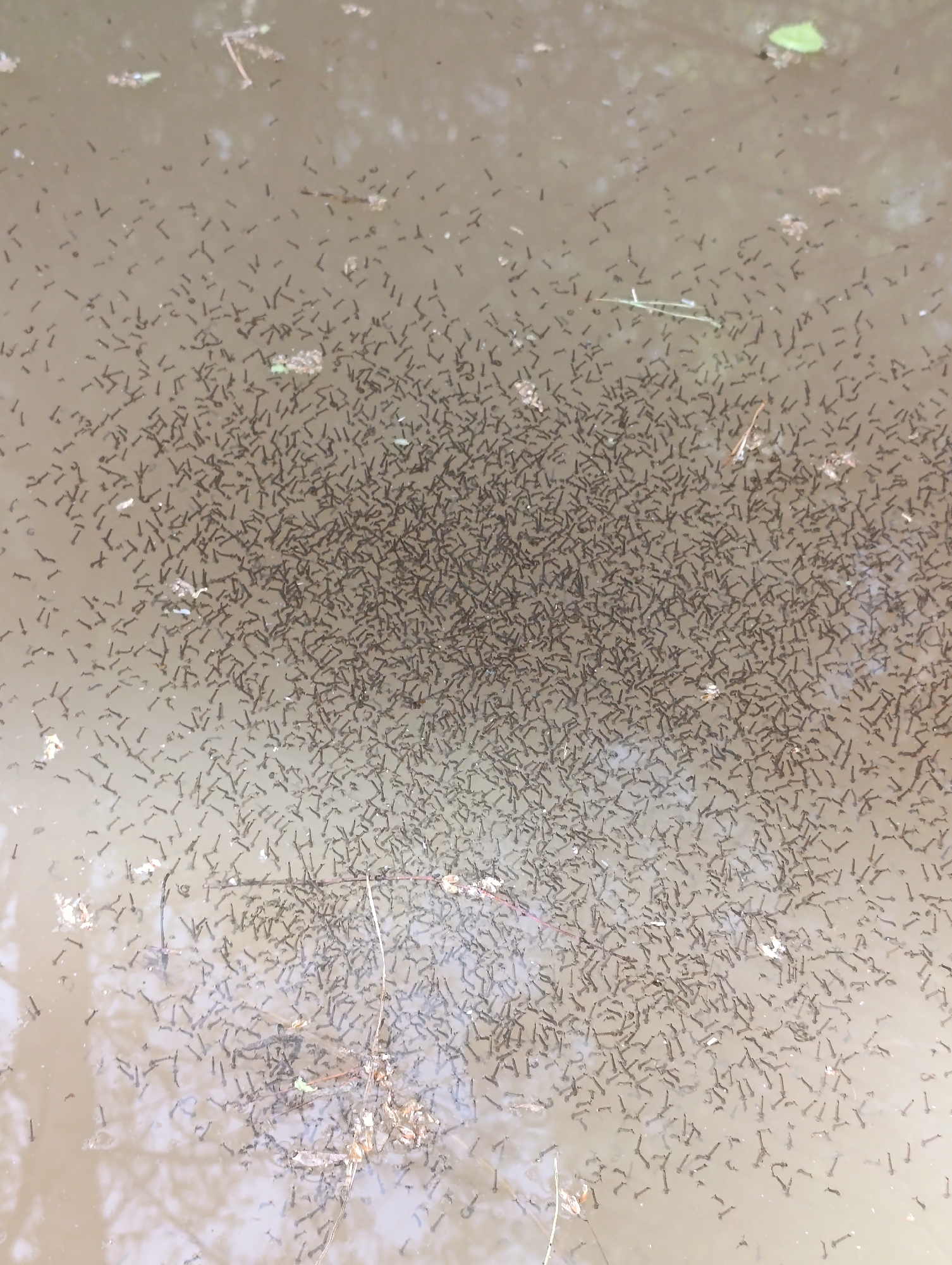 Spring forest life documented: wildflowers, mushrooms, mosquito larvae observed