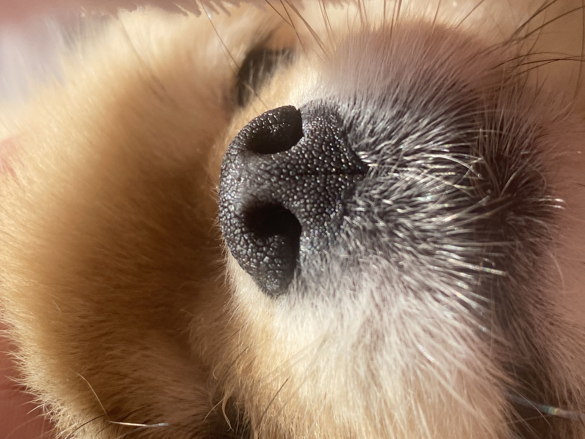 Fluffy dog photographed in close-up detail at morning hour