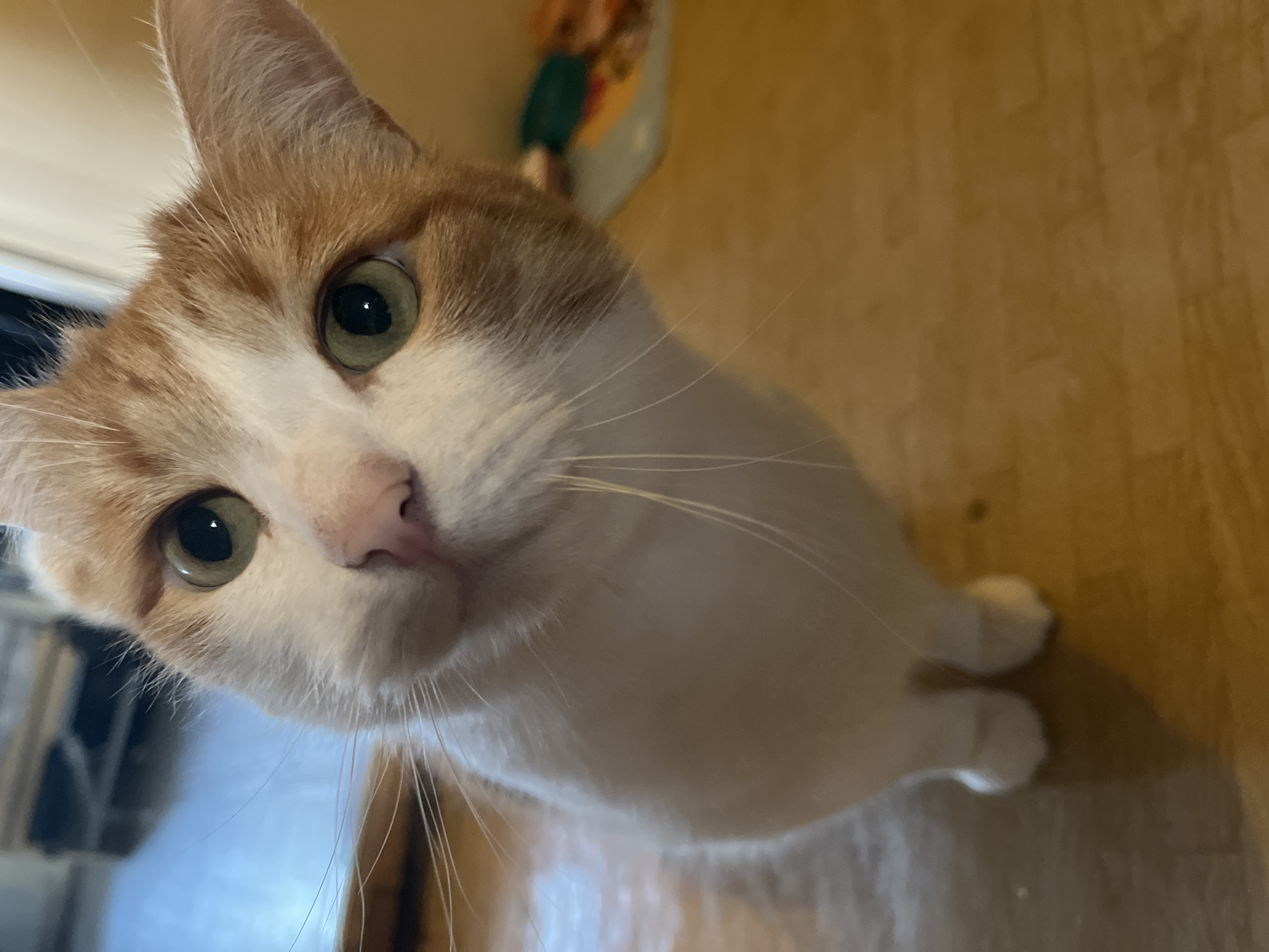 Cats and concrete: a quiet July afternoon in Ivanovo