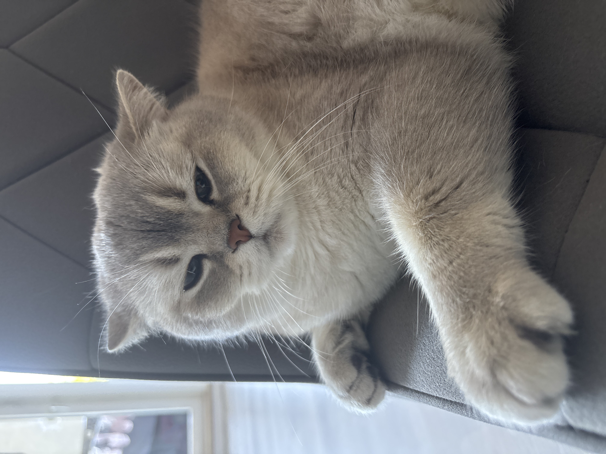 Cat naps and coloring book sessions at home