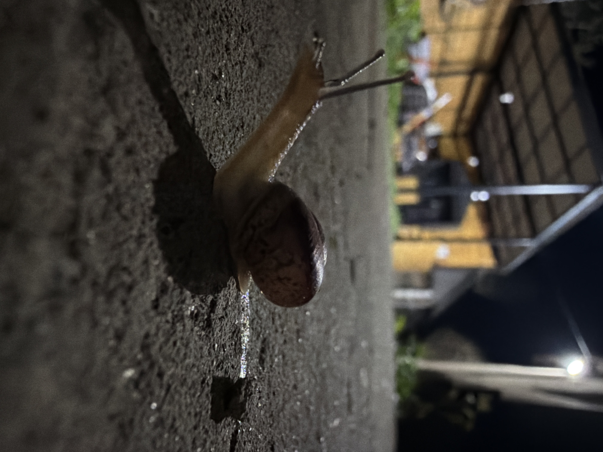 Snails and earthworm spotted on concrete in Russian villages
