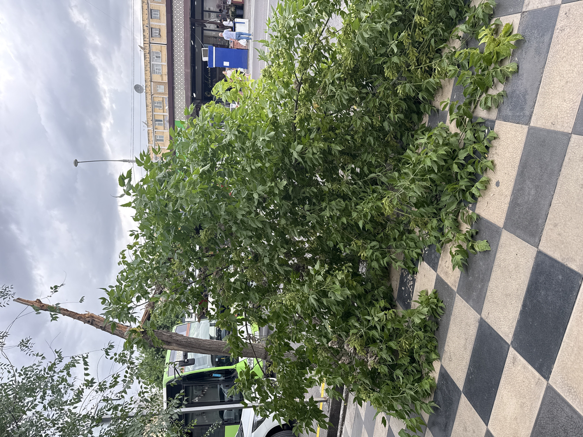 Tree falls across street in Tashkent during overcast conditions