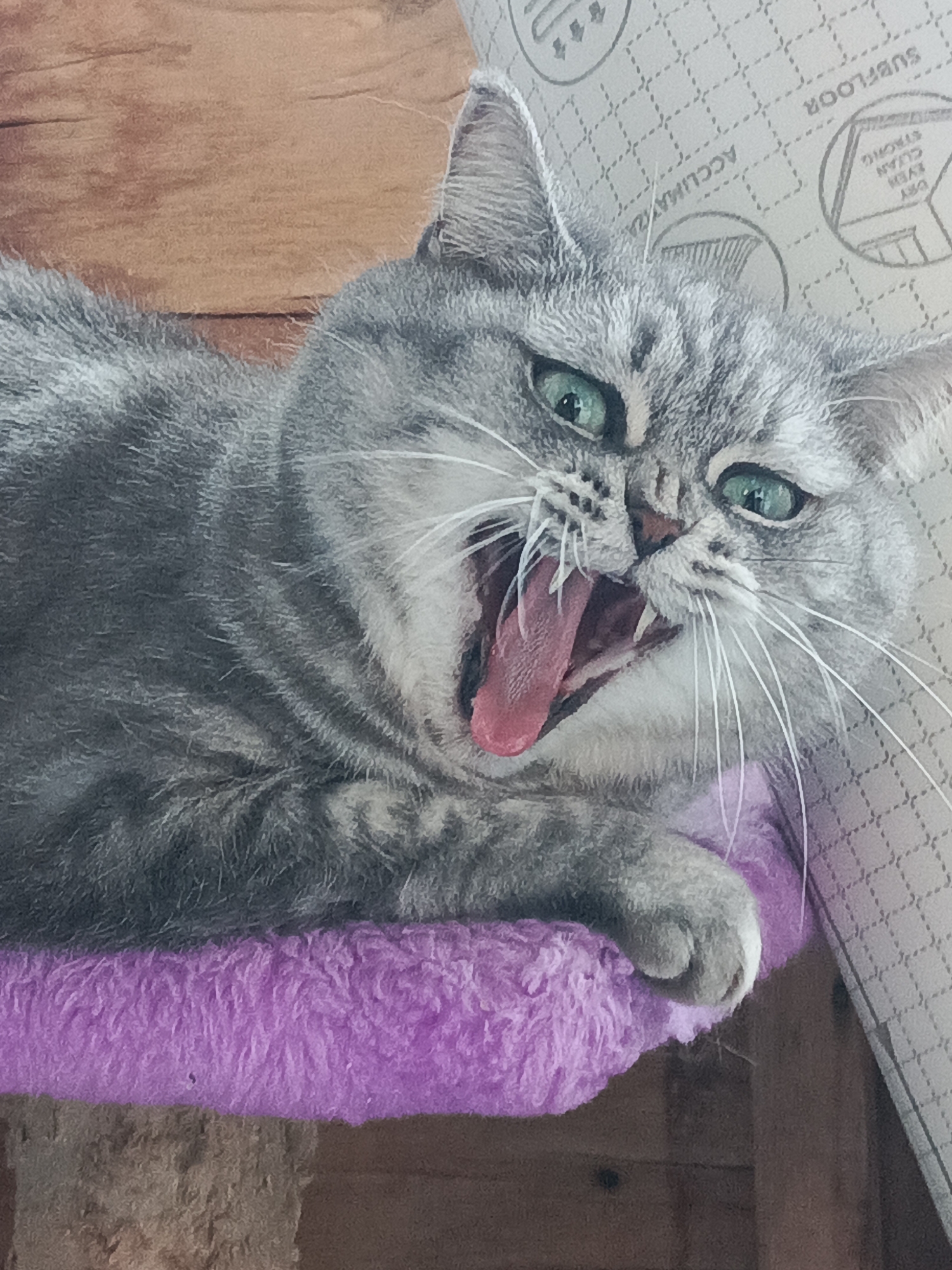 Green-eyed gray tabby at rest in Kostanay