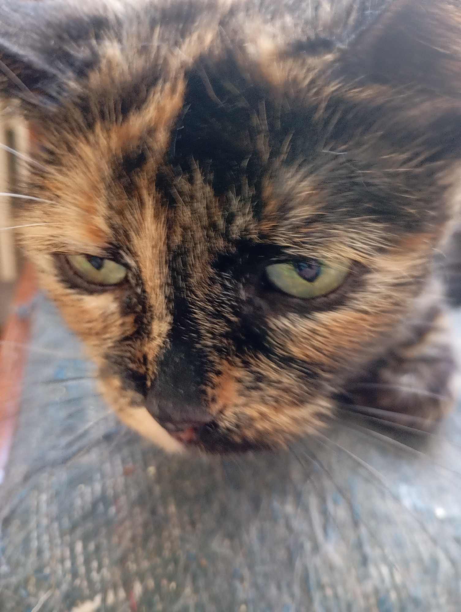 Cats of Kharkiv: a full house, feeding time and all