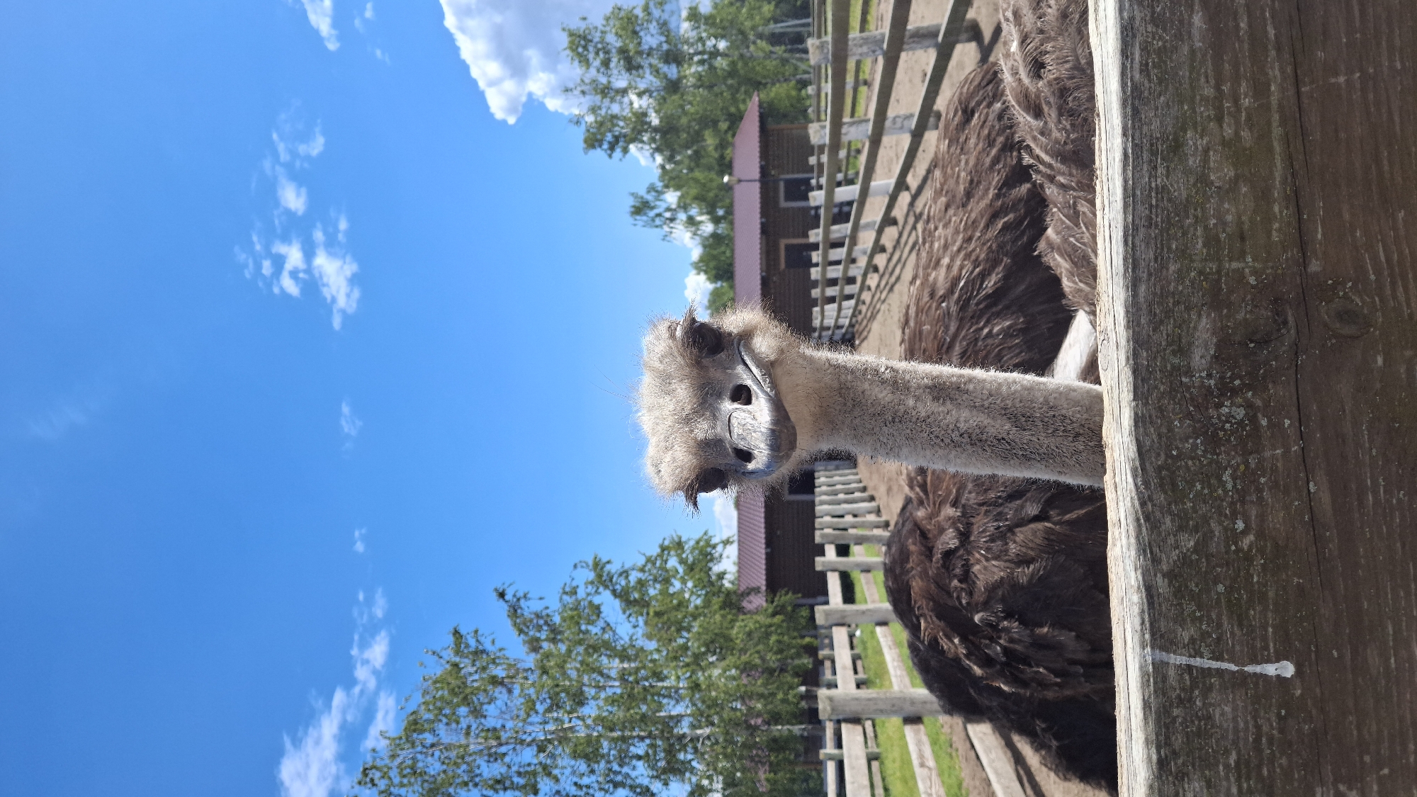 Ostriches, donkeys, and log buildings at a Peterhof farm attraction